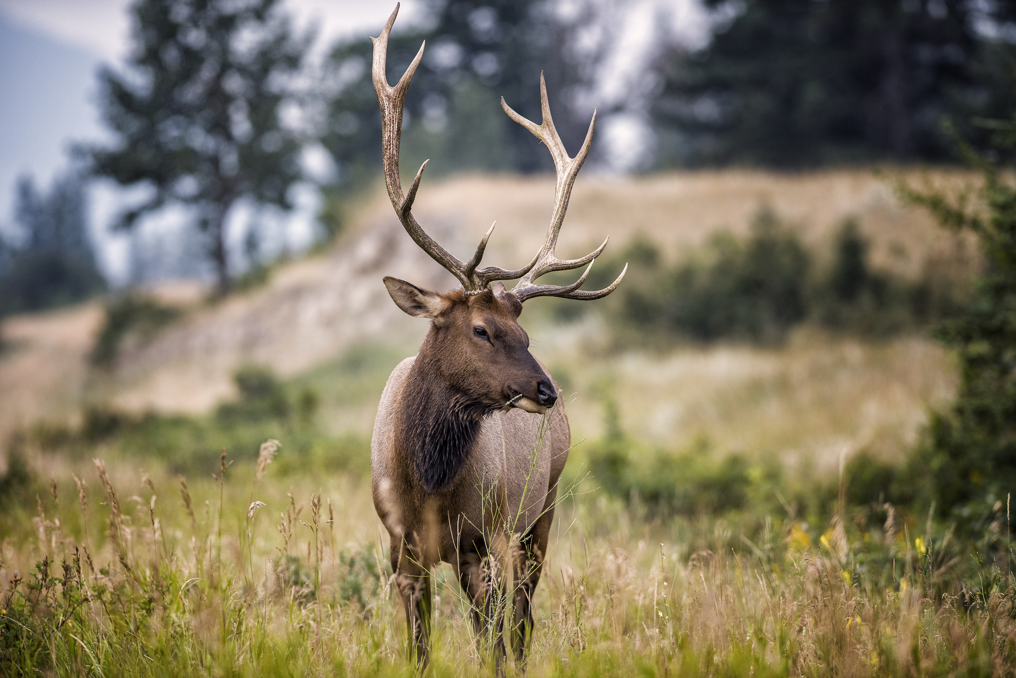 The Elk