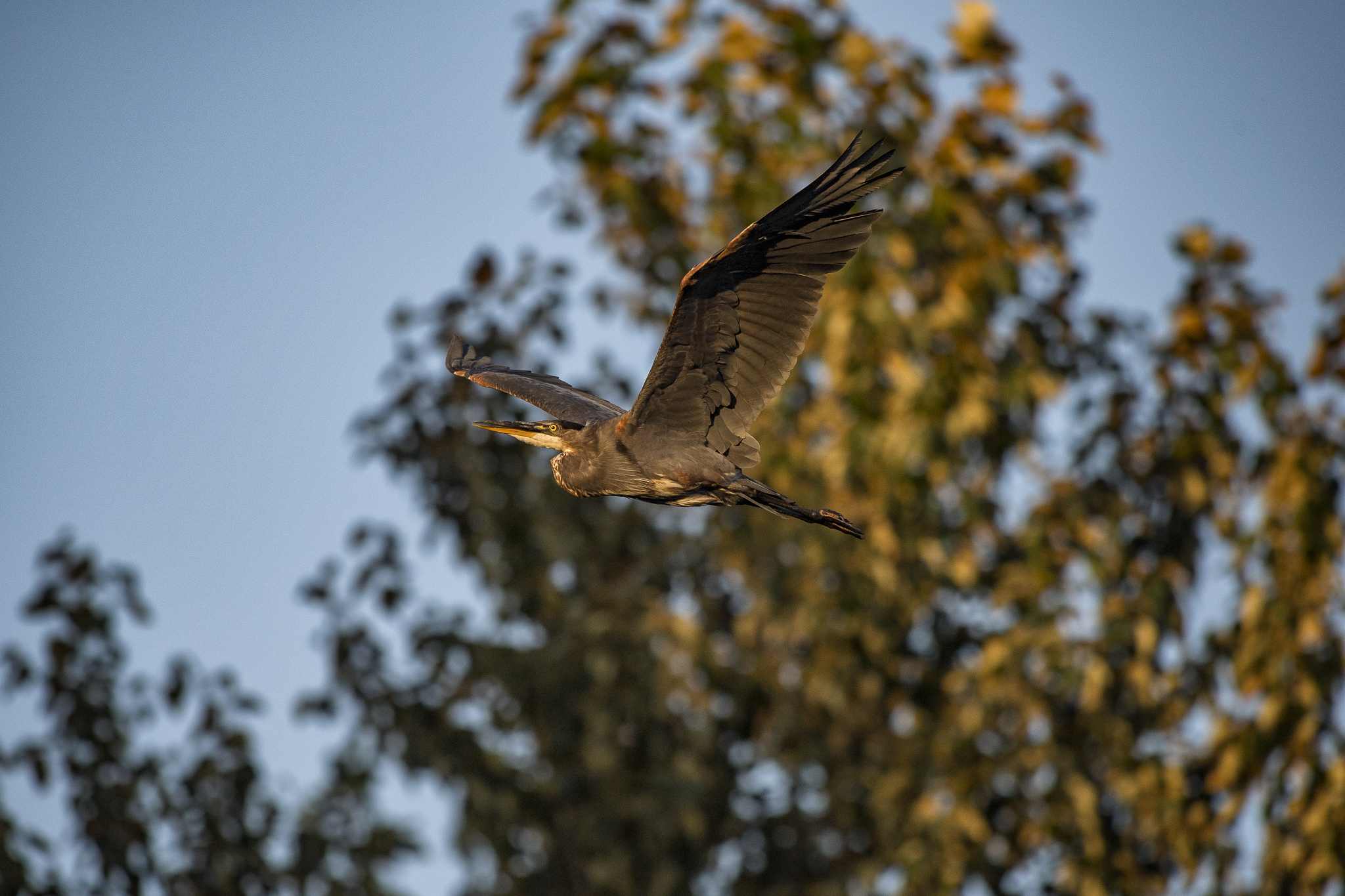In flight at sunset