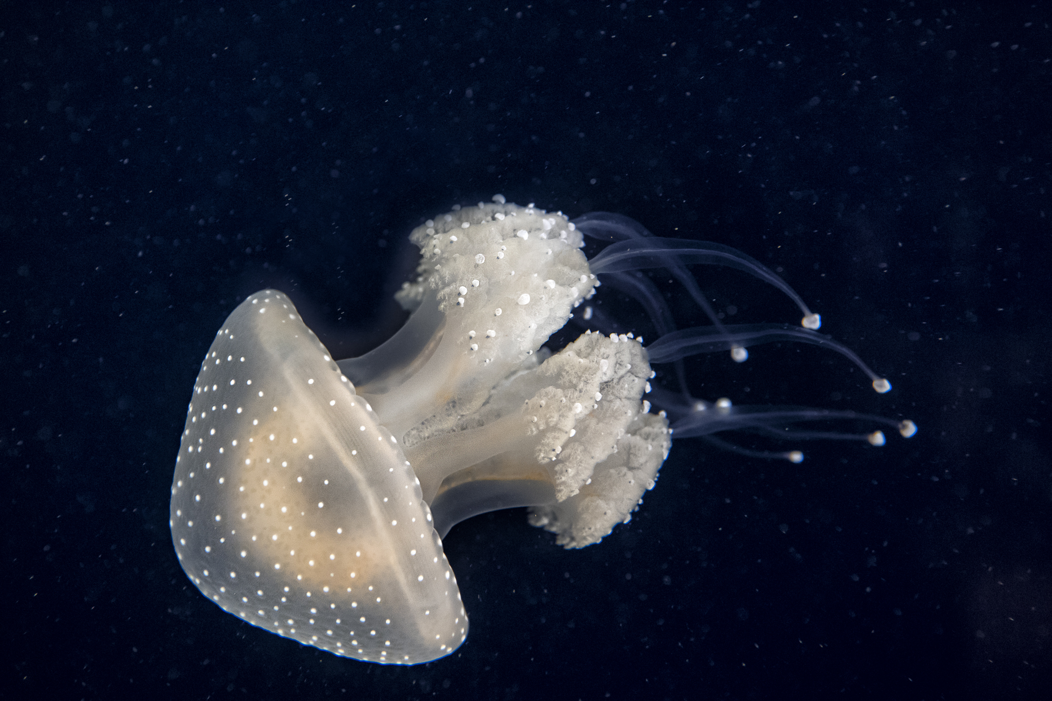 Jellyfish