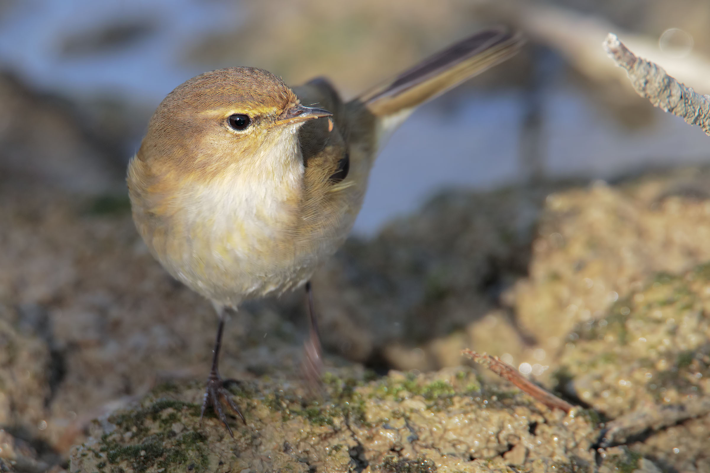 He Piccolo with "Preda"