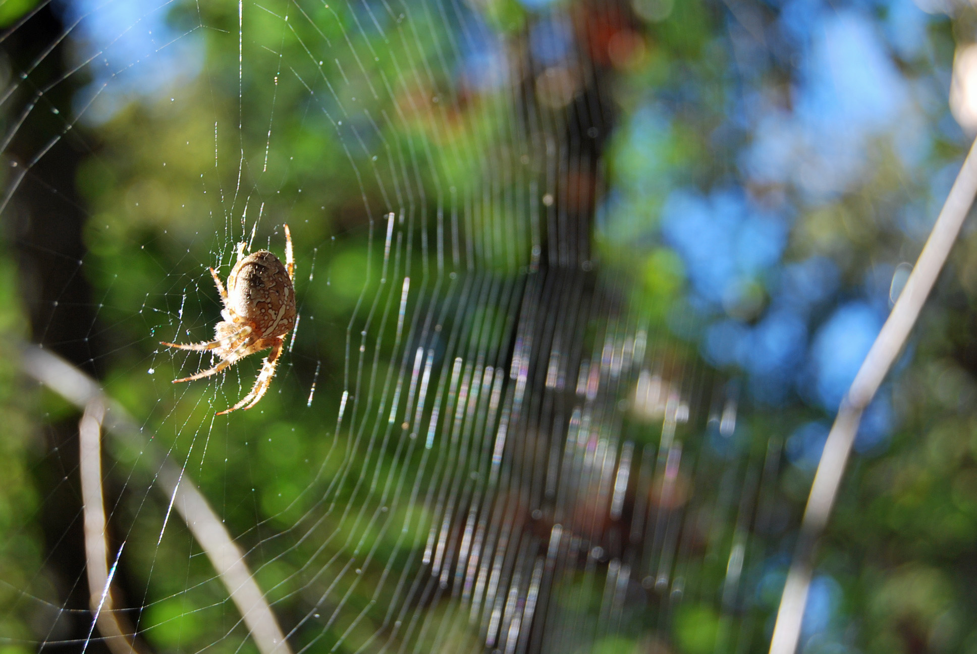 Ragno su tela orbicolare