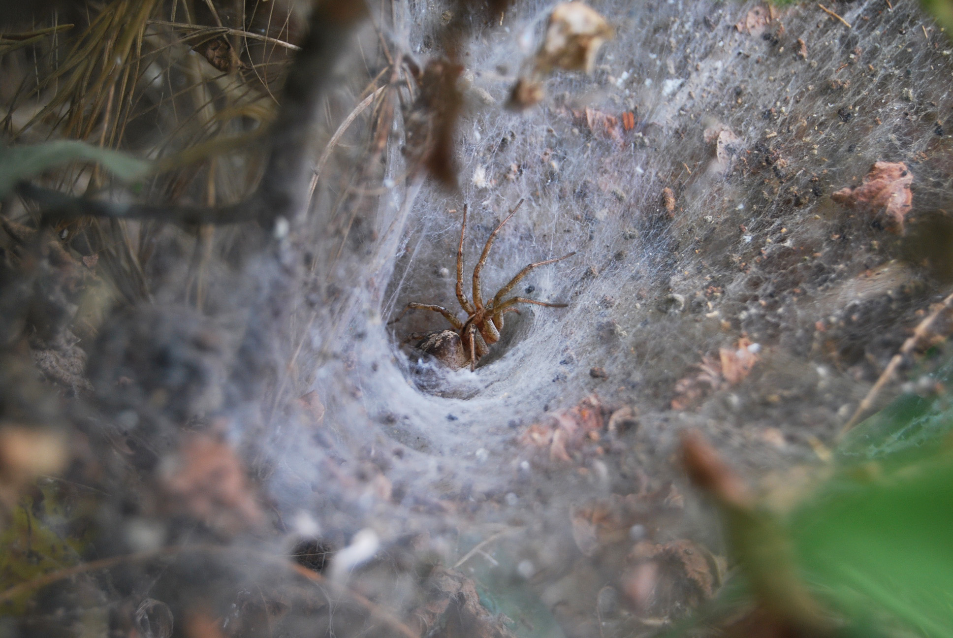 Ragno su tappeto di seta
