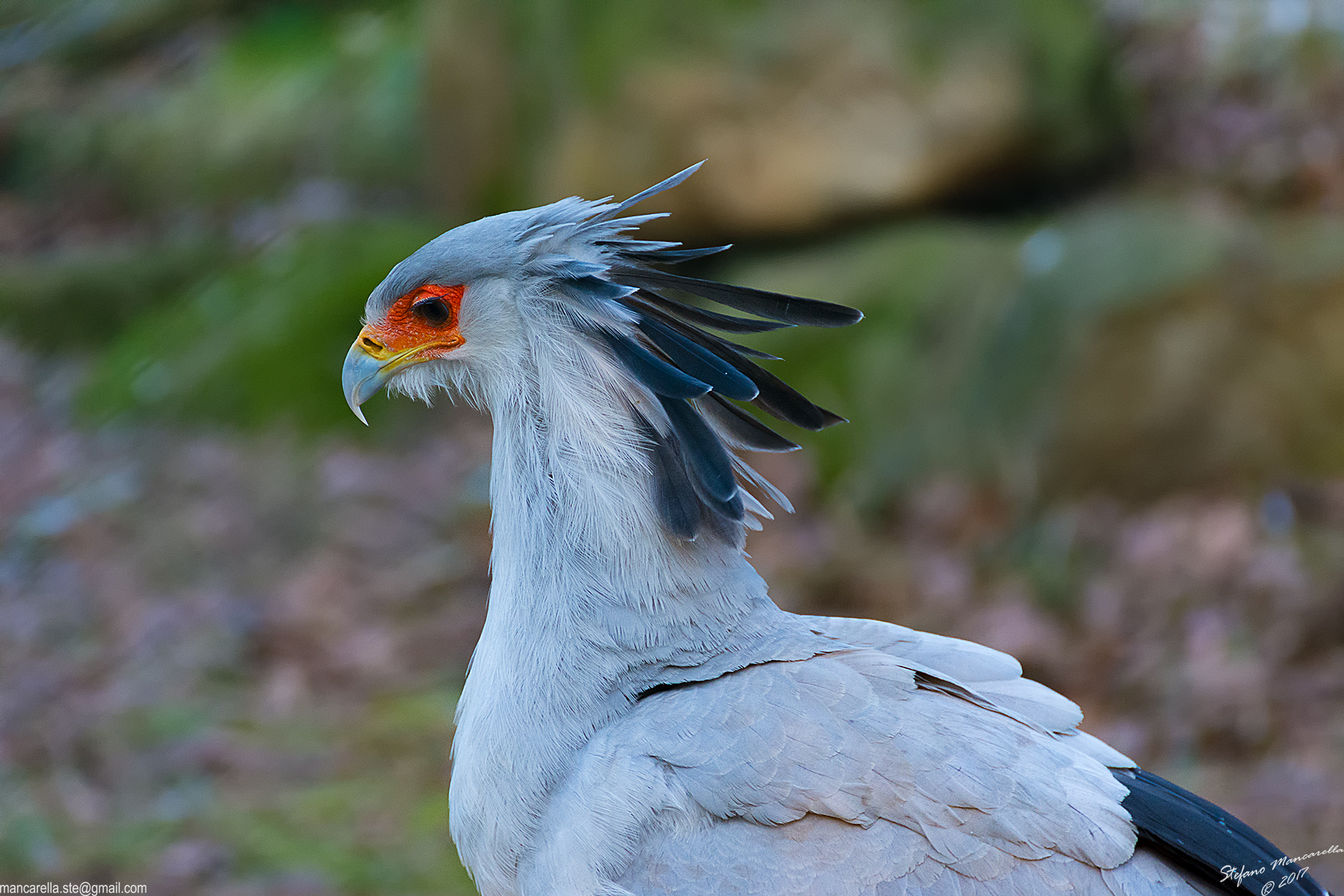 8658 Sagittarius serpentarius