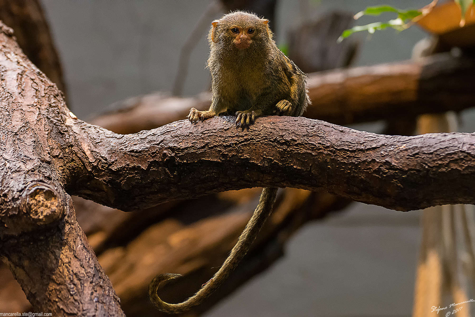 8317 Callithrix Pygmaea