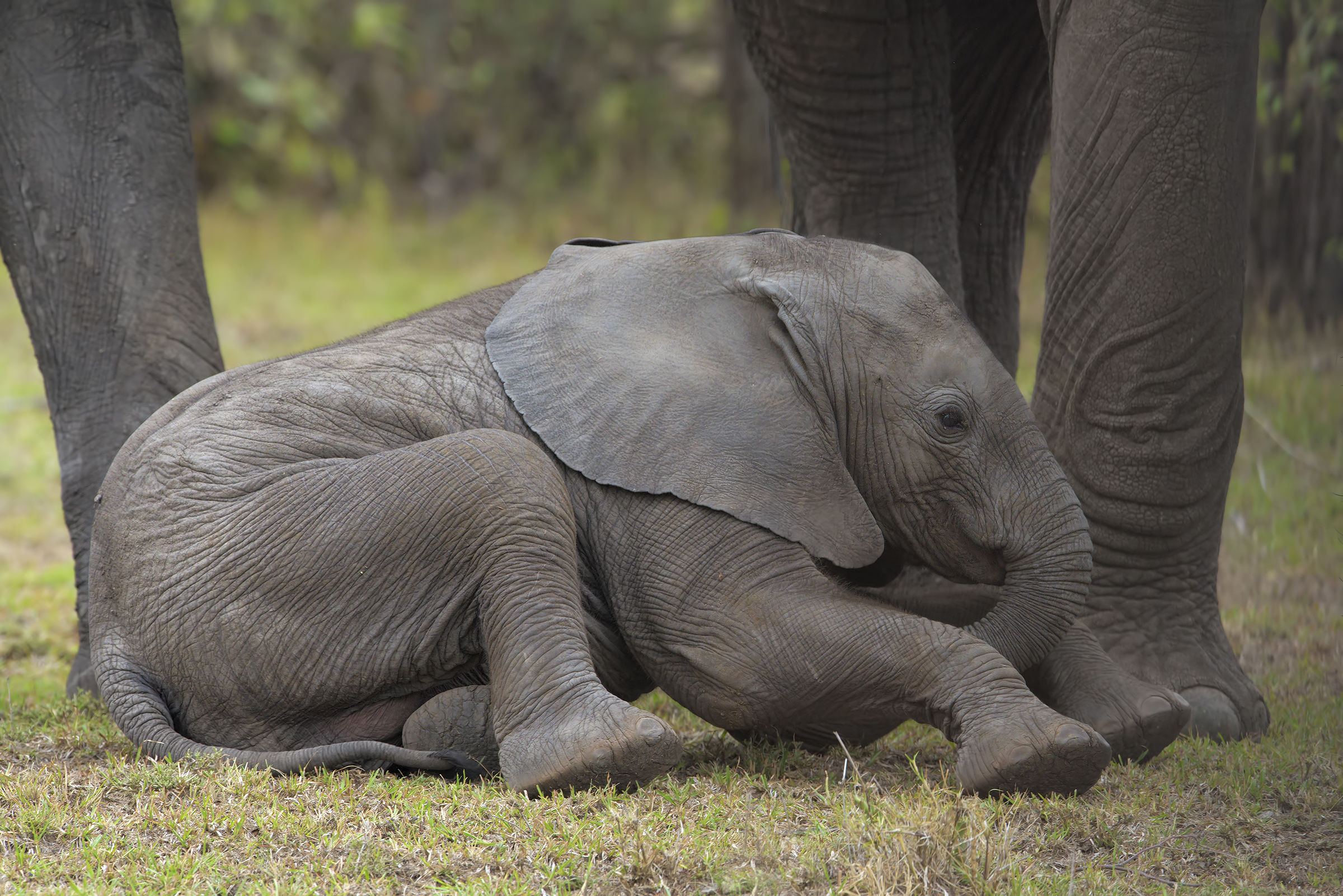 Un nano tra i giganti