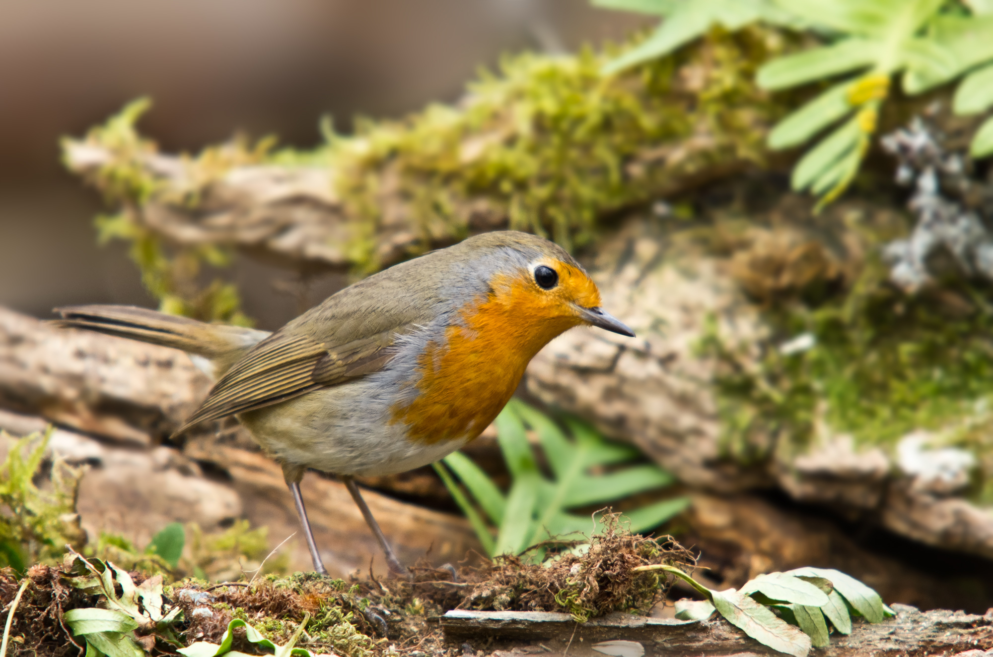 Erithacus rubecula (Linnaeus 1758) - Muscicapidae