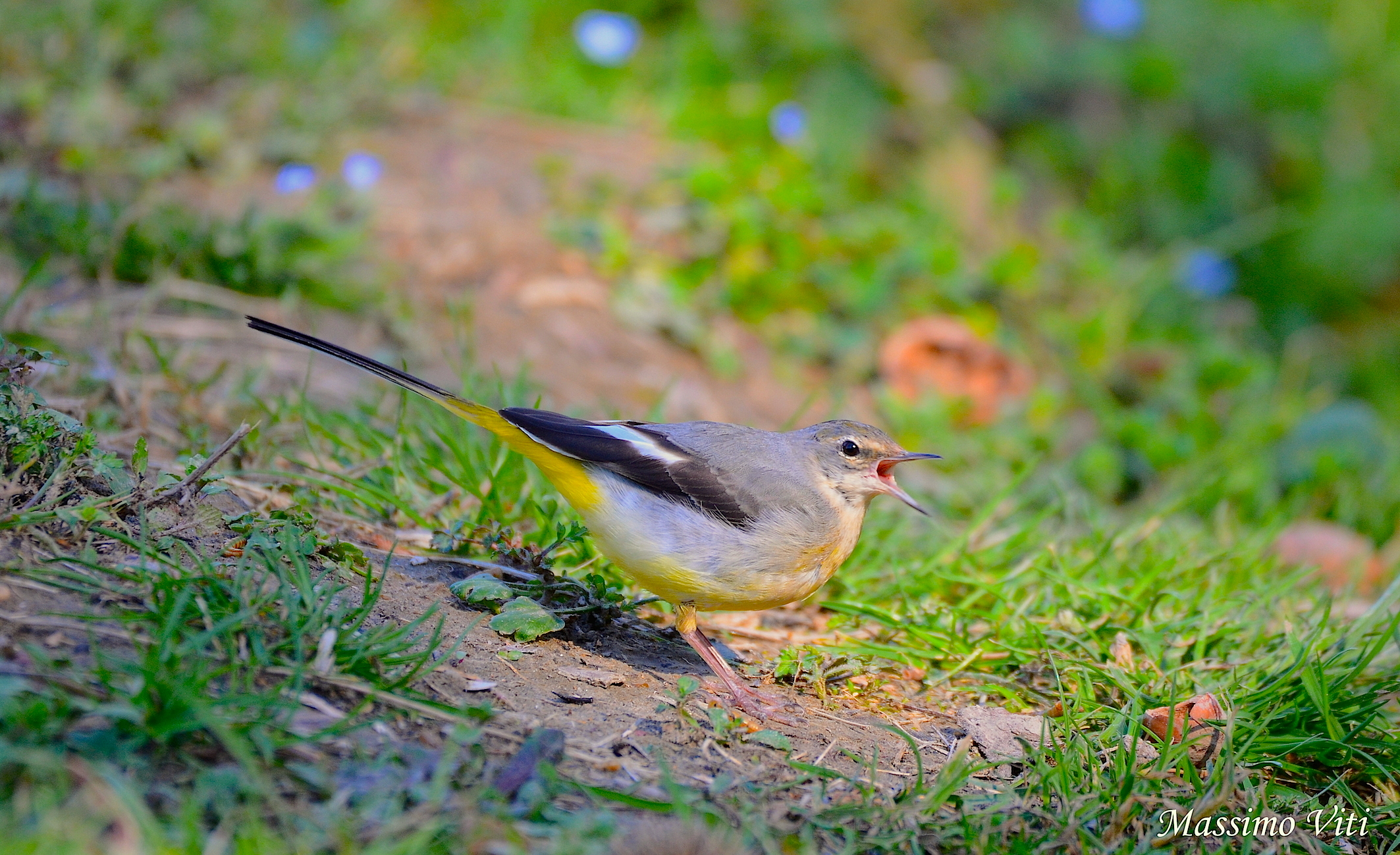 Ballerina gialla ( Motacilla cinerea )