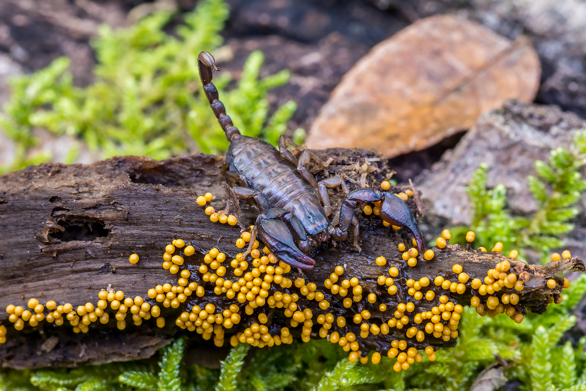 Scorpio and Myxomycetes.