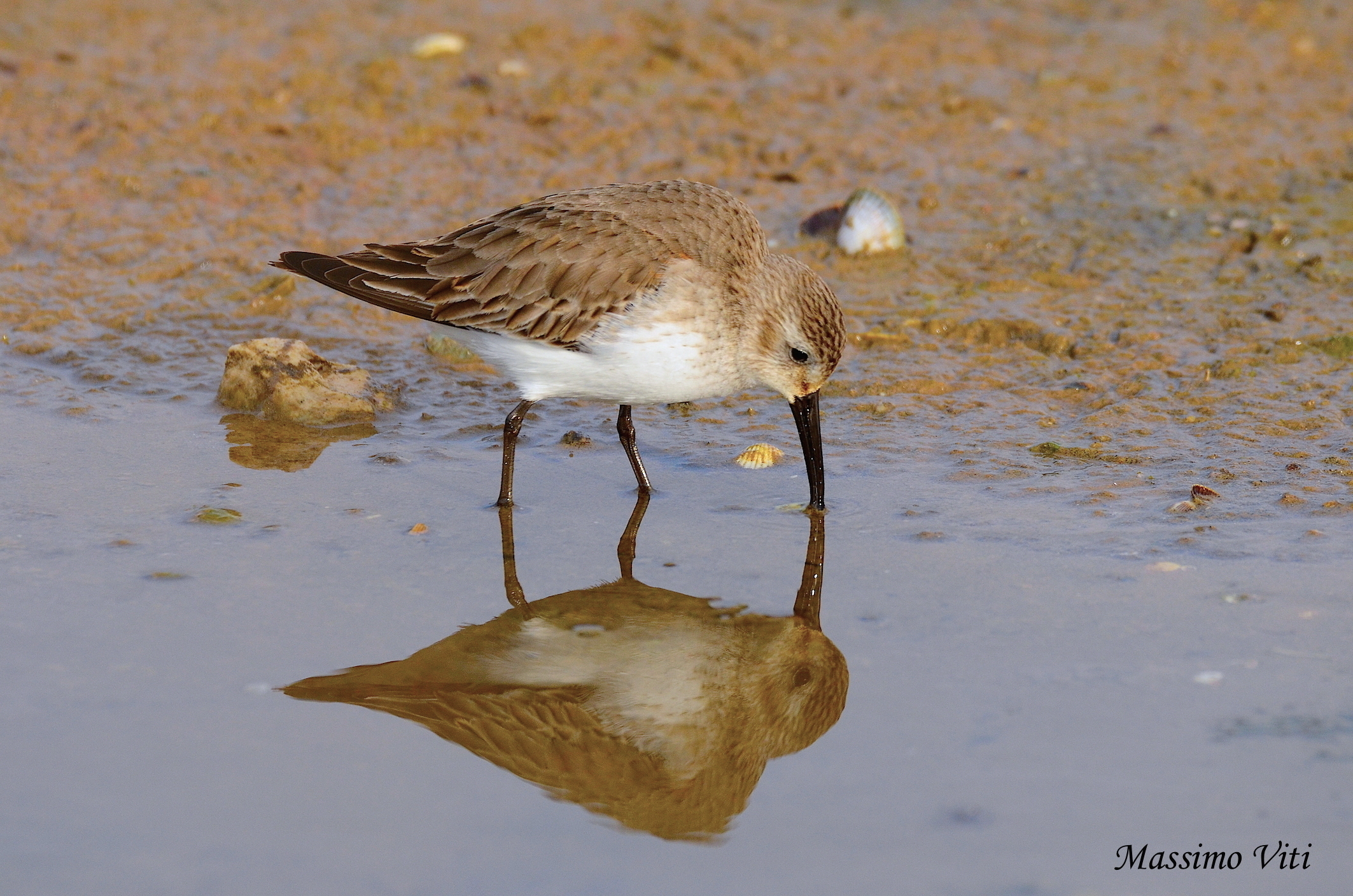Piovanello riflesso ...
