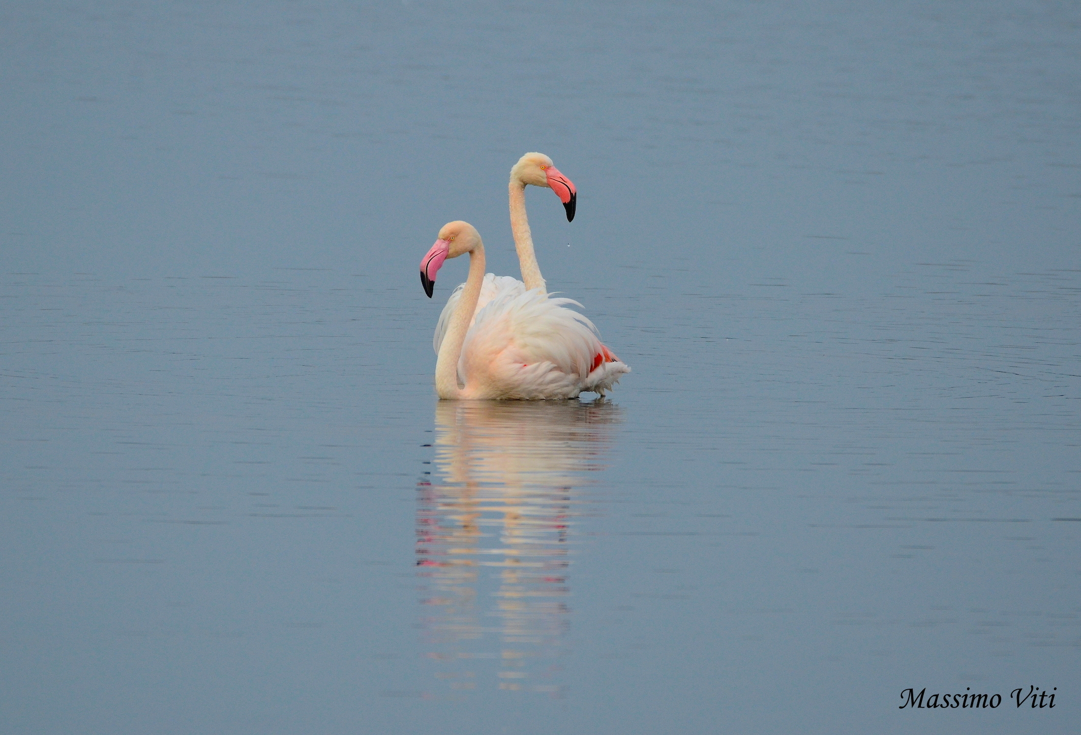 " Love " Fenicotteri ...