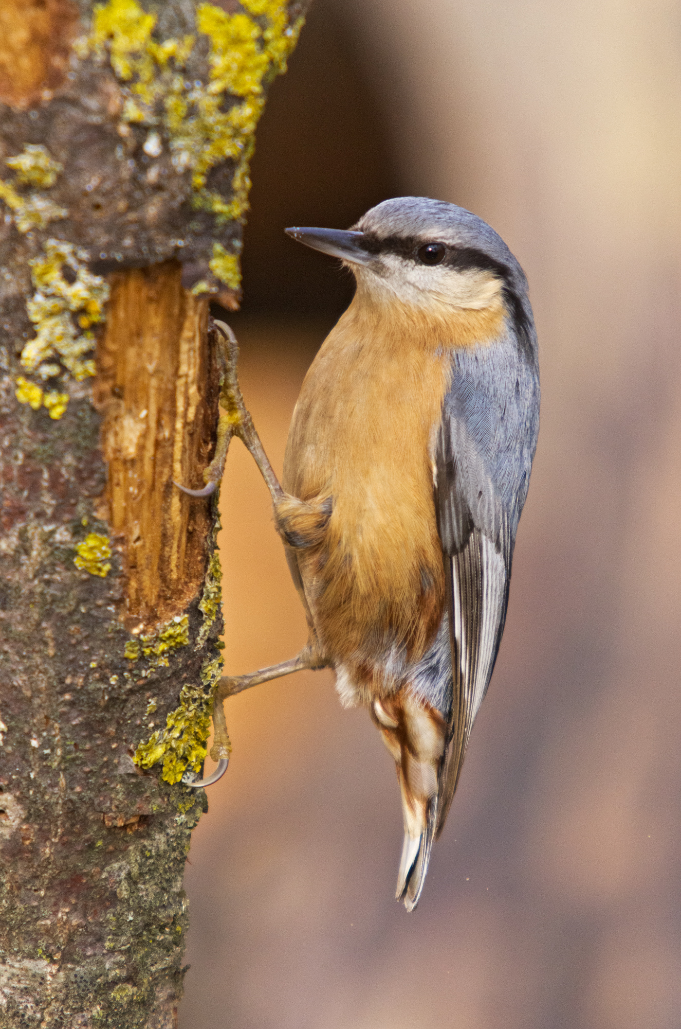 Sitta europaea (Linnaeus 1758) - Sittidae