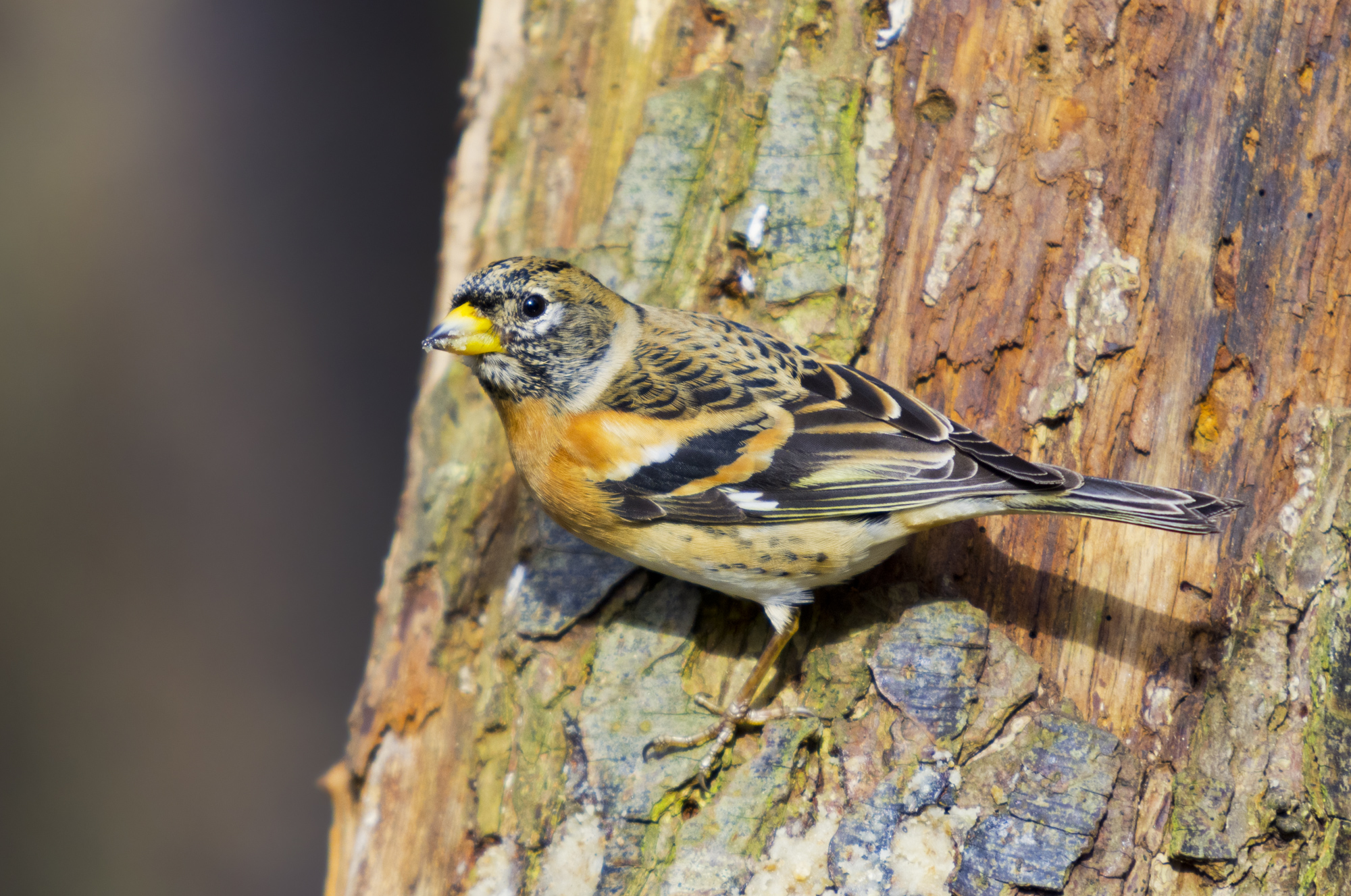 Fringilla montifringilla (Linnaeus, 1758) - Fringillida