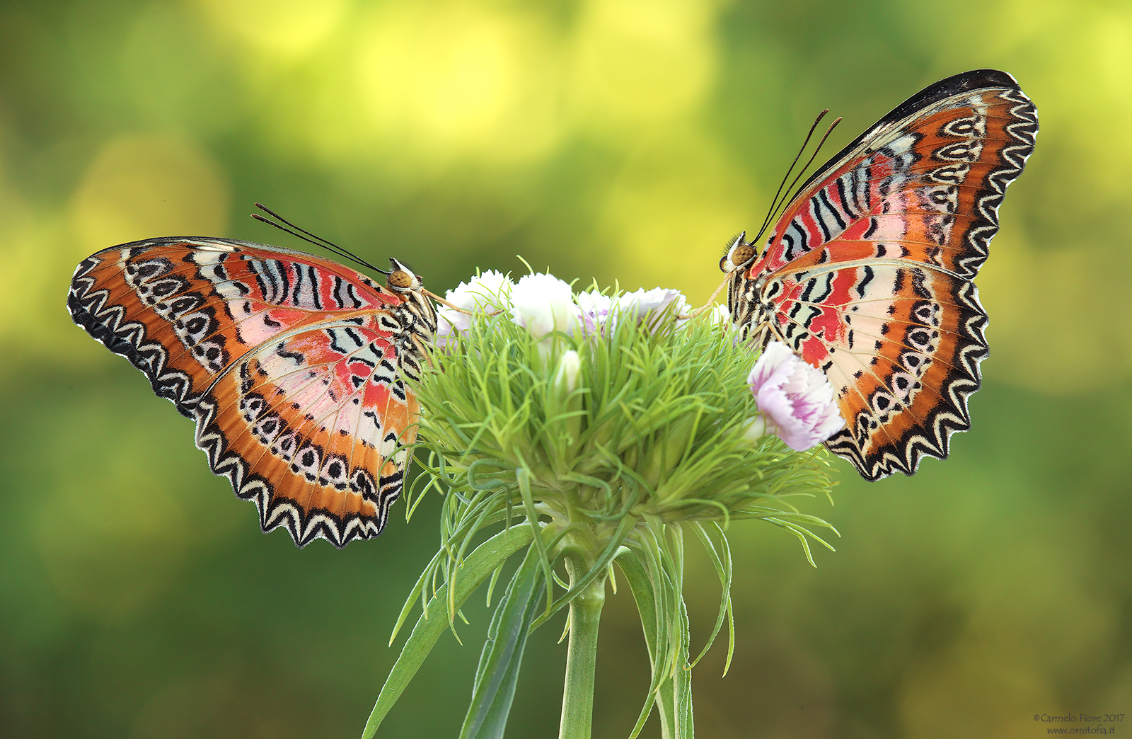 Cethosia biblis o (lace wings butterfly)