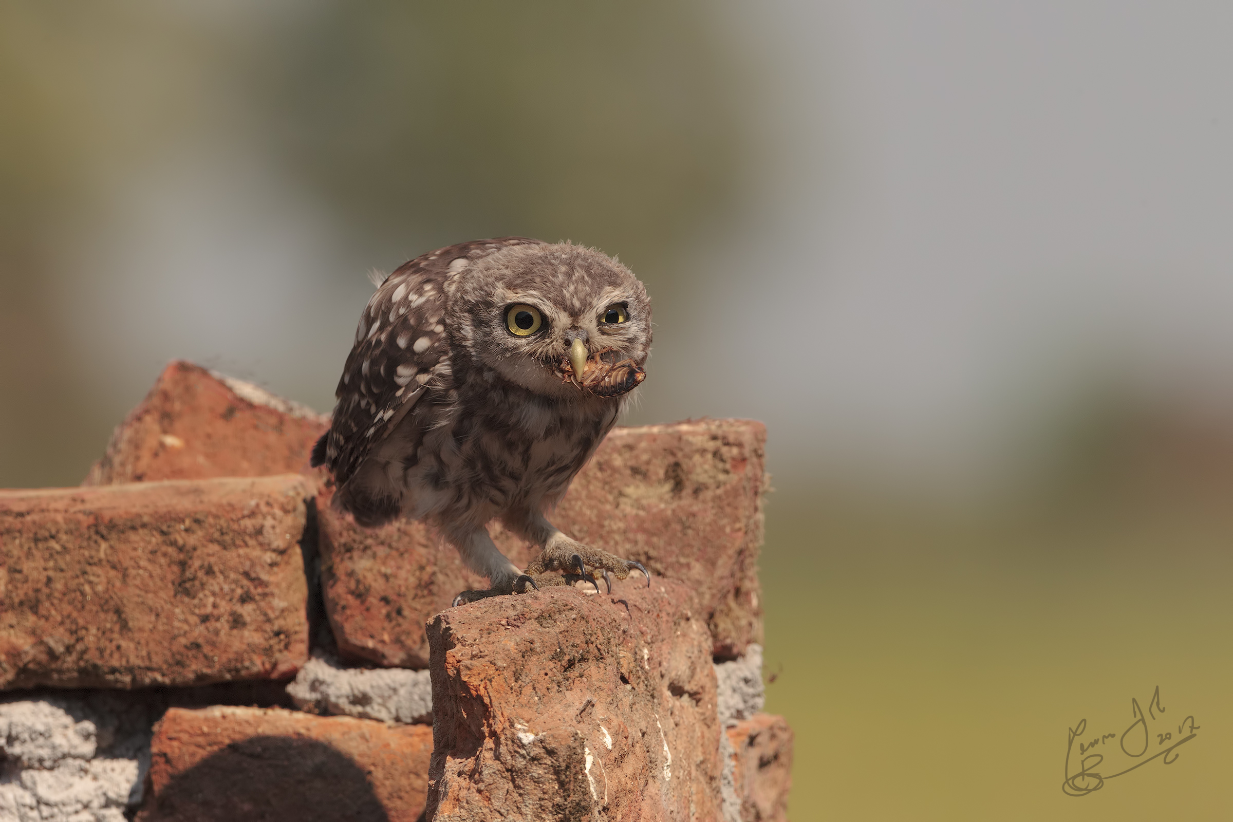 I told you that you would not have liked it.