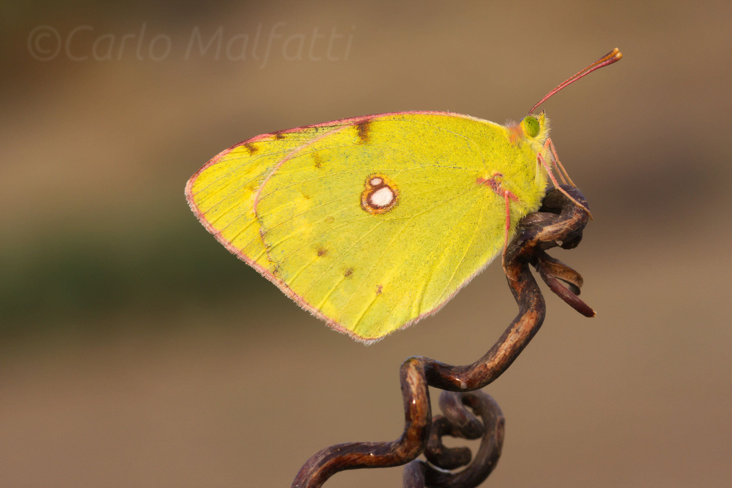 Colias Settembrina