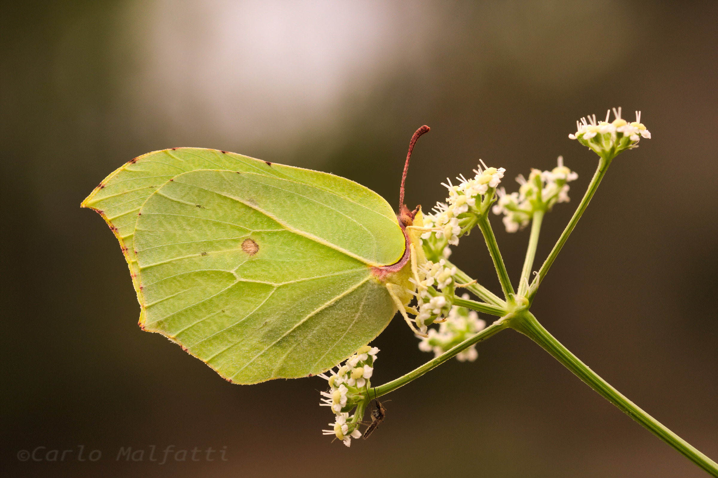 Cedronella Settembrina con L'intruso........