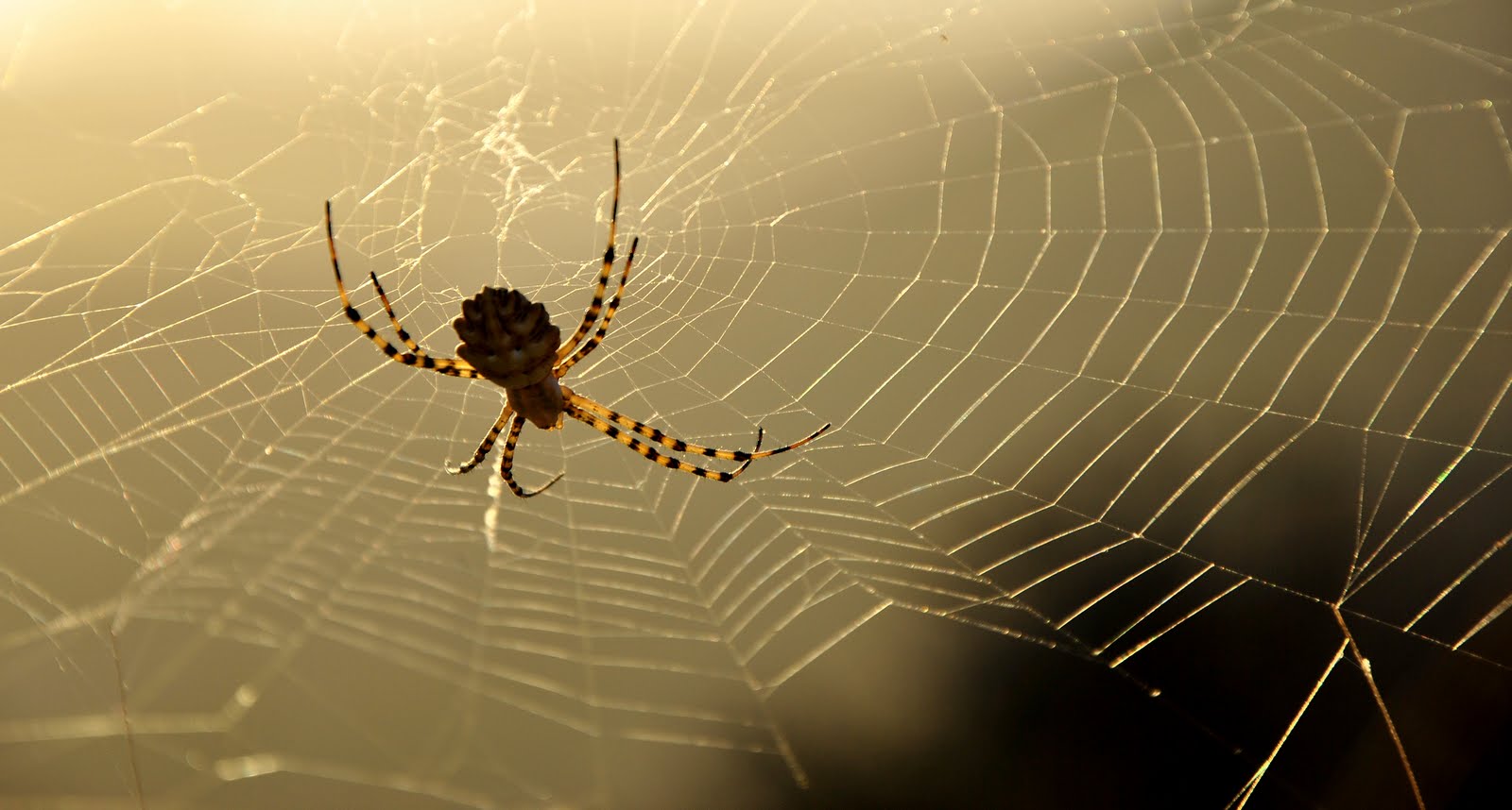 Even the spiders are enjoying the sunset ... ^ ^