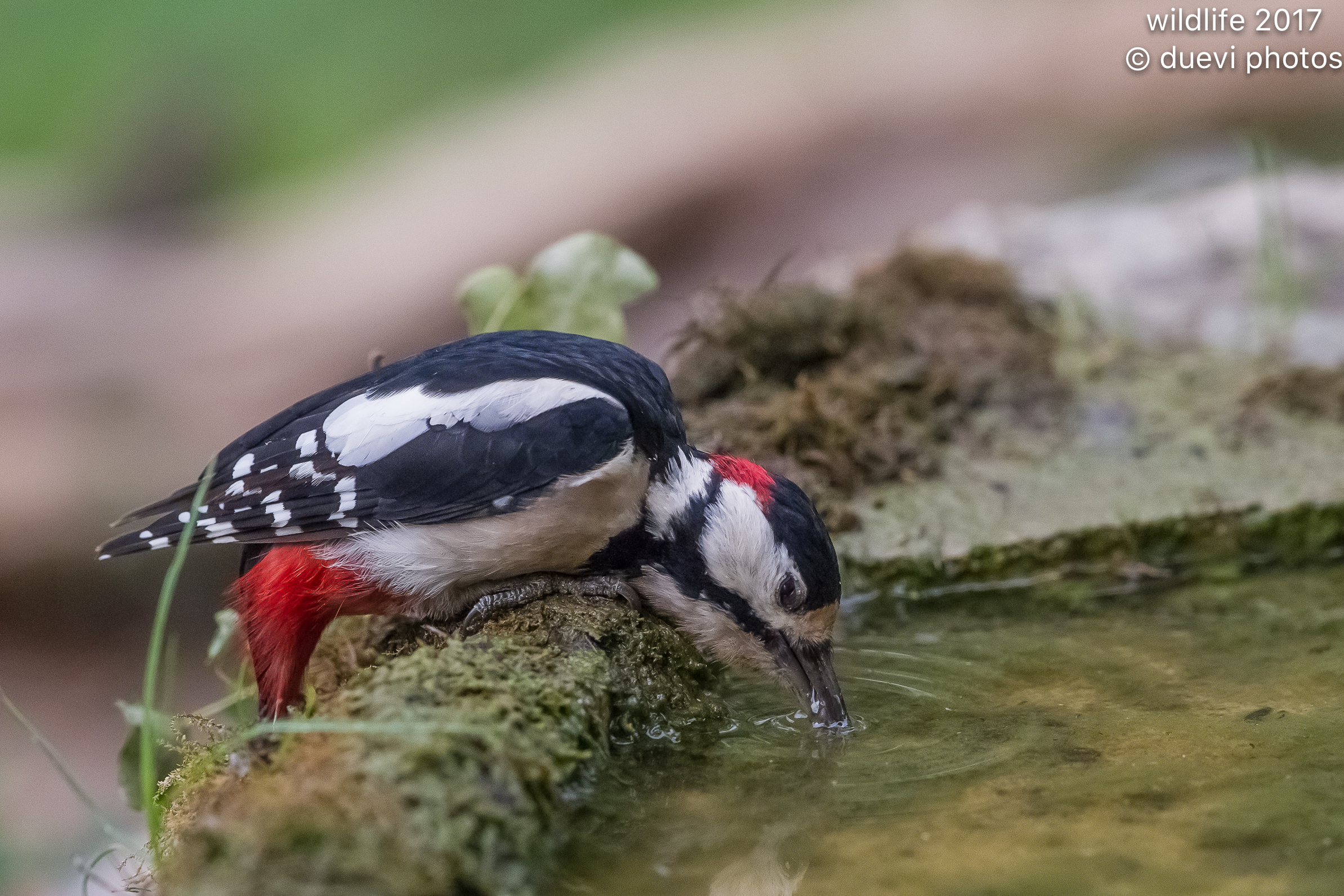 The thirst for the woodpecker