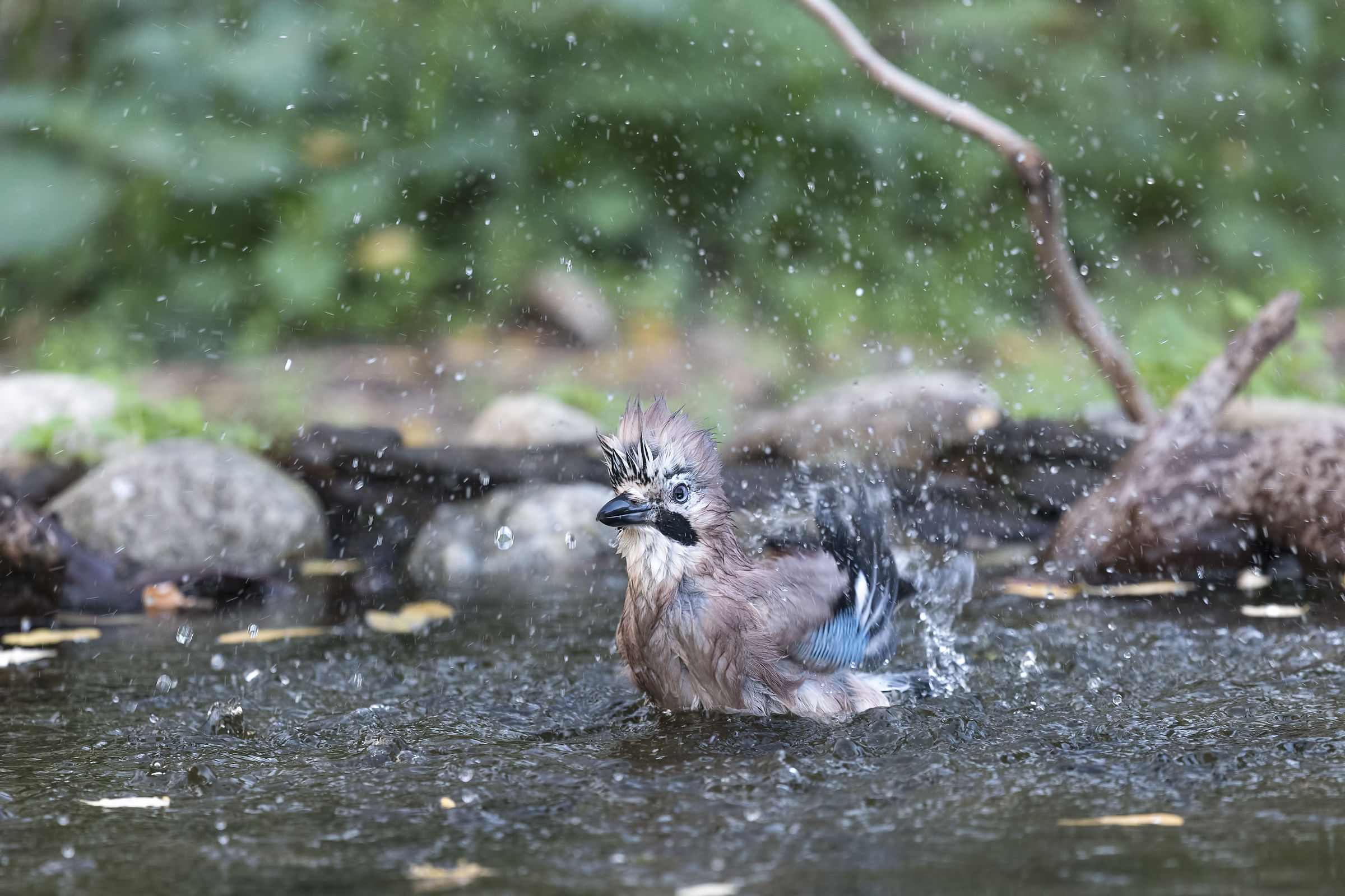 the gland of the gland