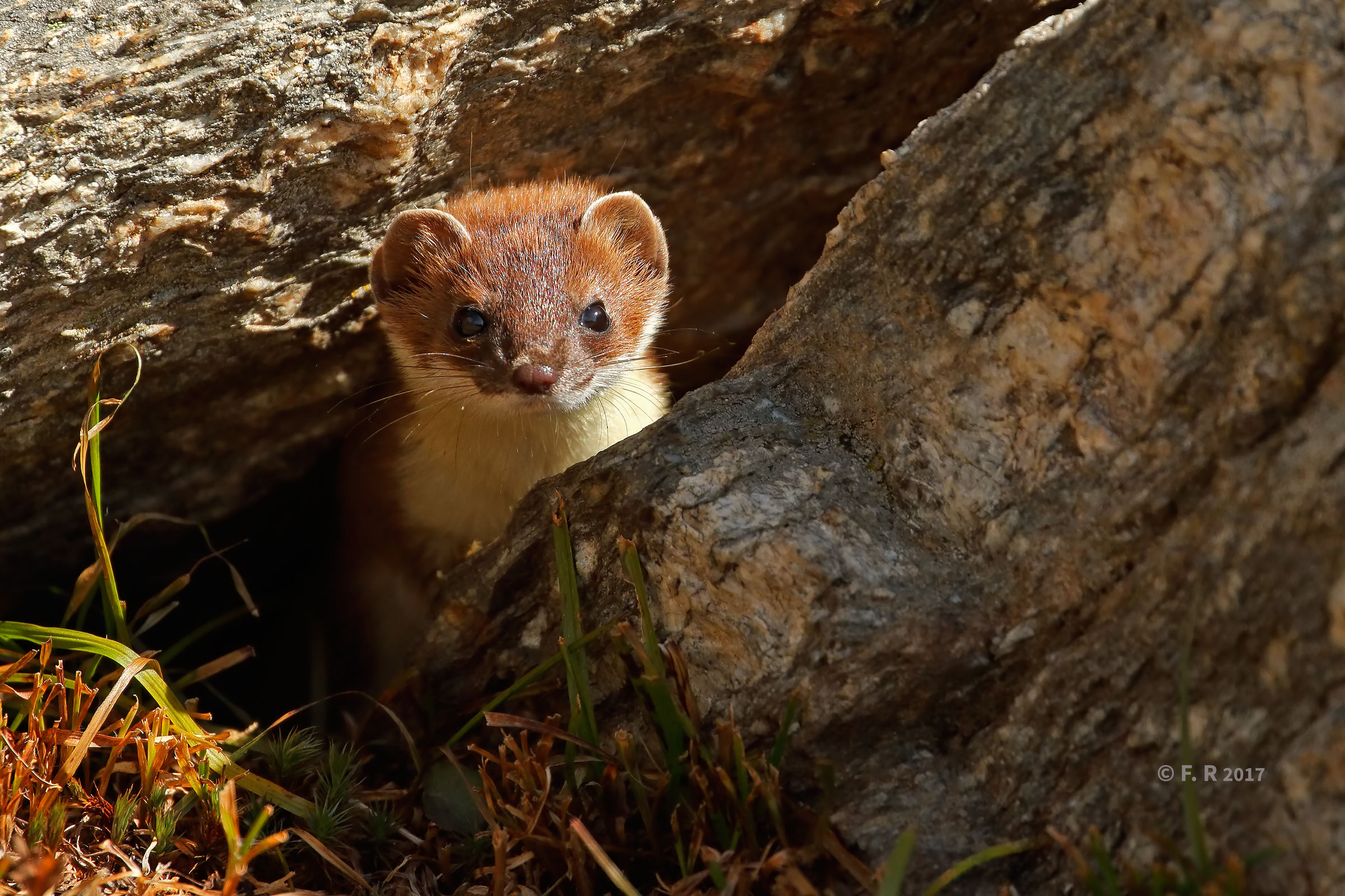 lo sguardo del furbetto