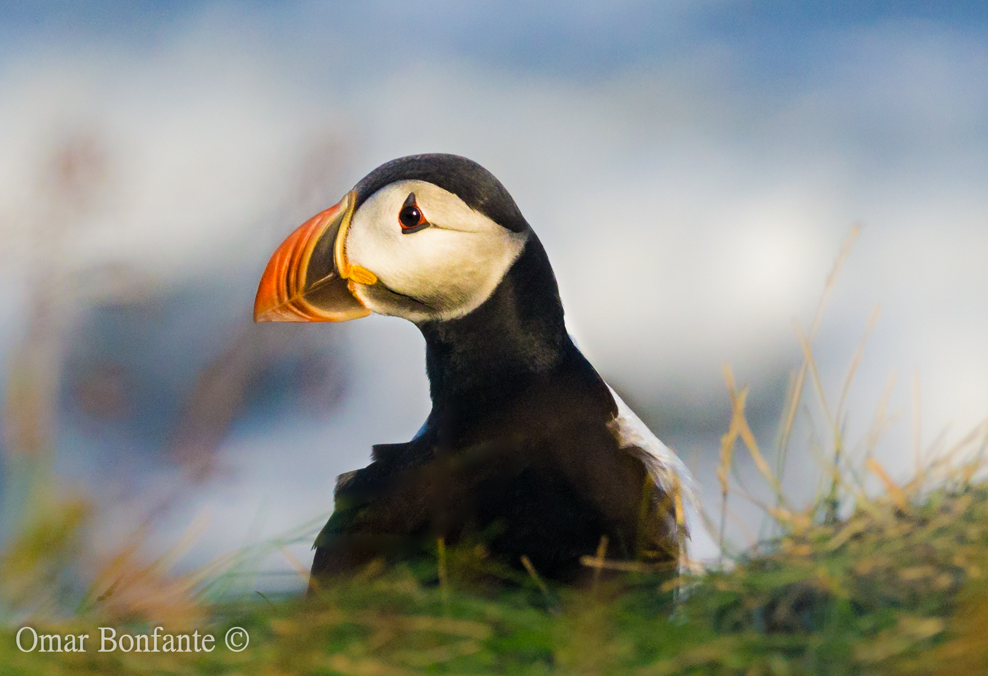Iceland, Puffin