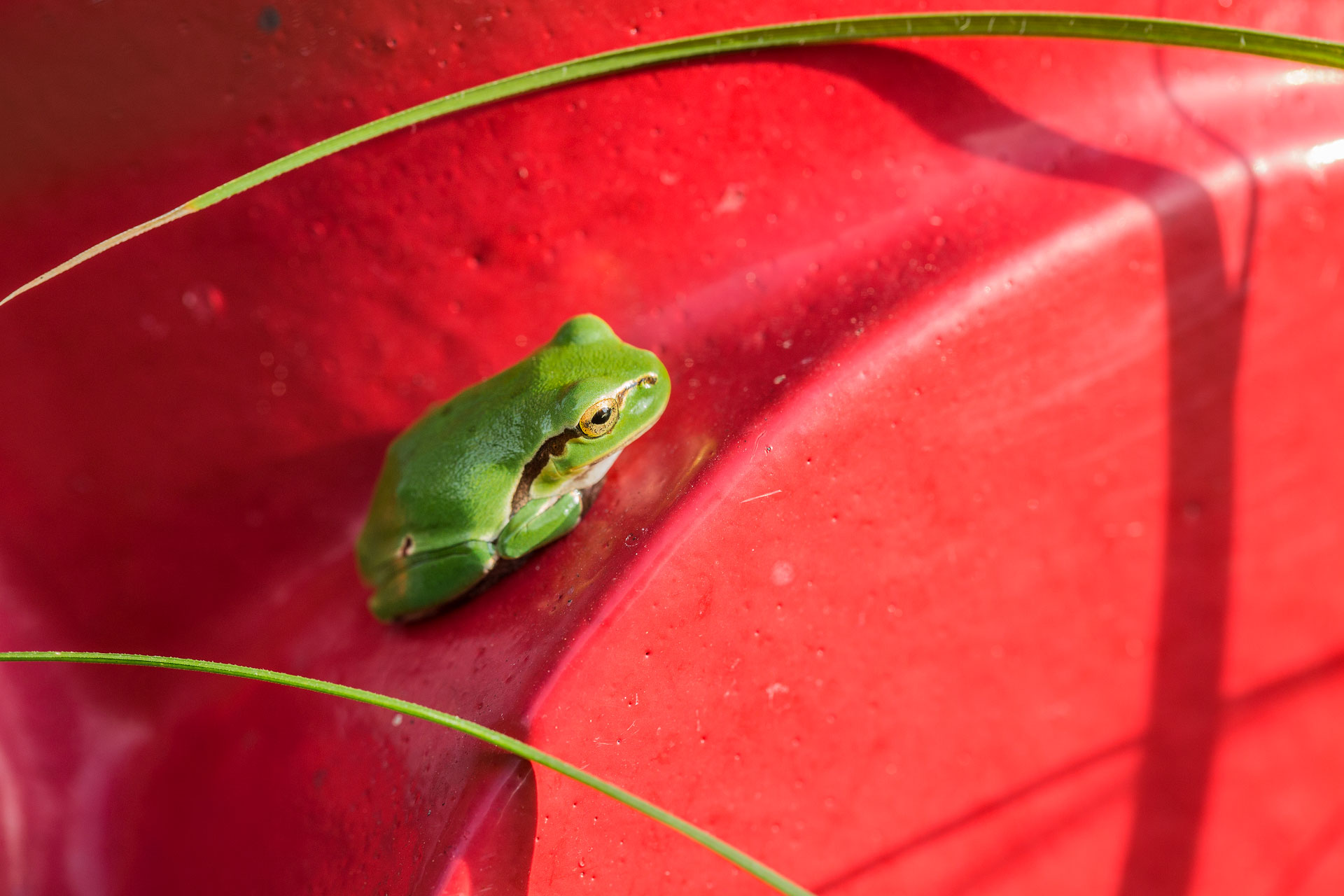 test 100l MF liveview freehand