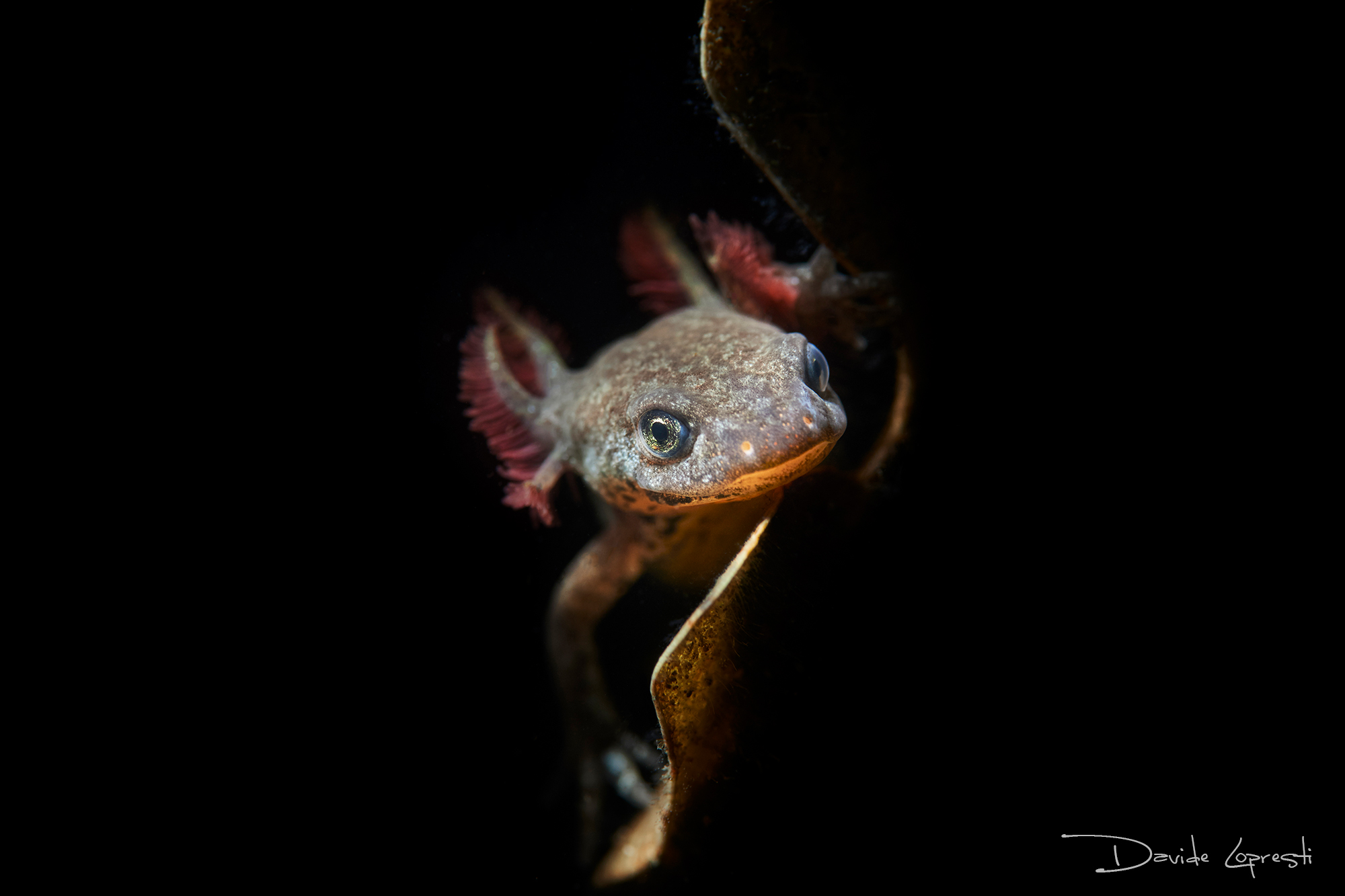 Larva tritone alpestre