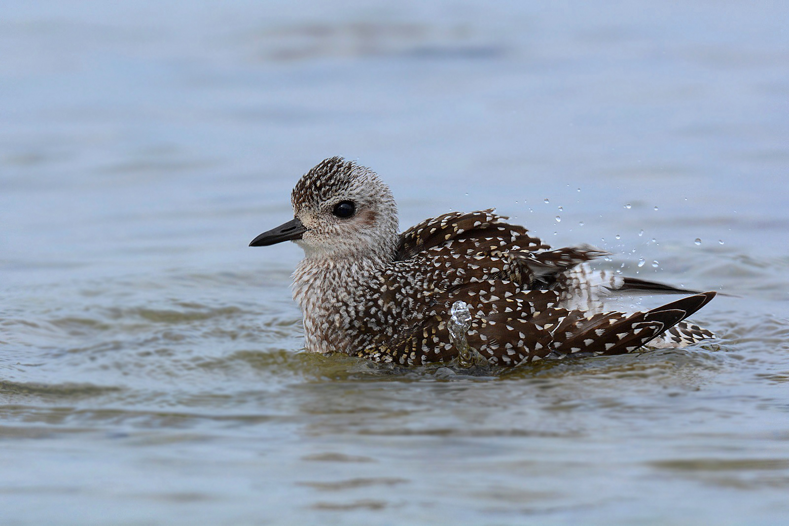 Gray Plover