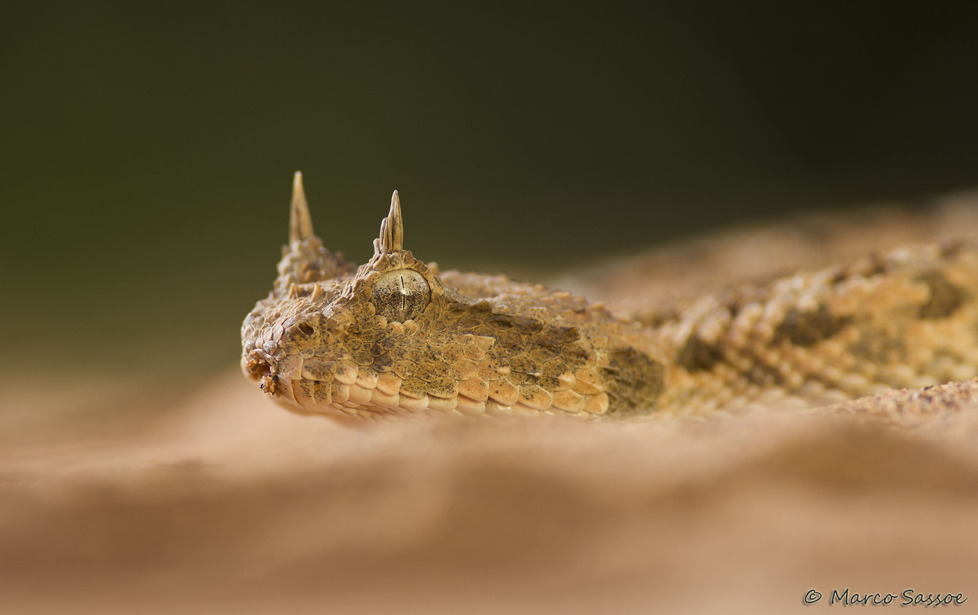 Cerastes cerastes, the horned viper of the Sahara, new