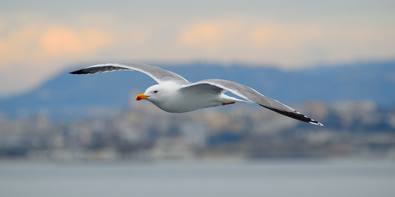 Seagull, Procida channel