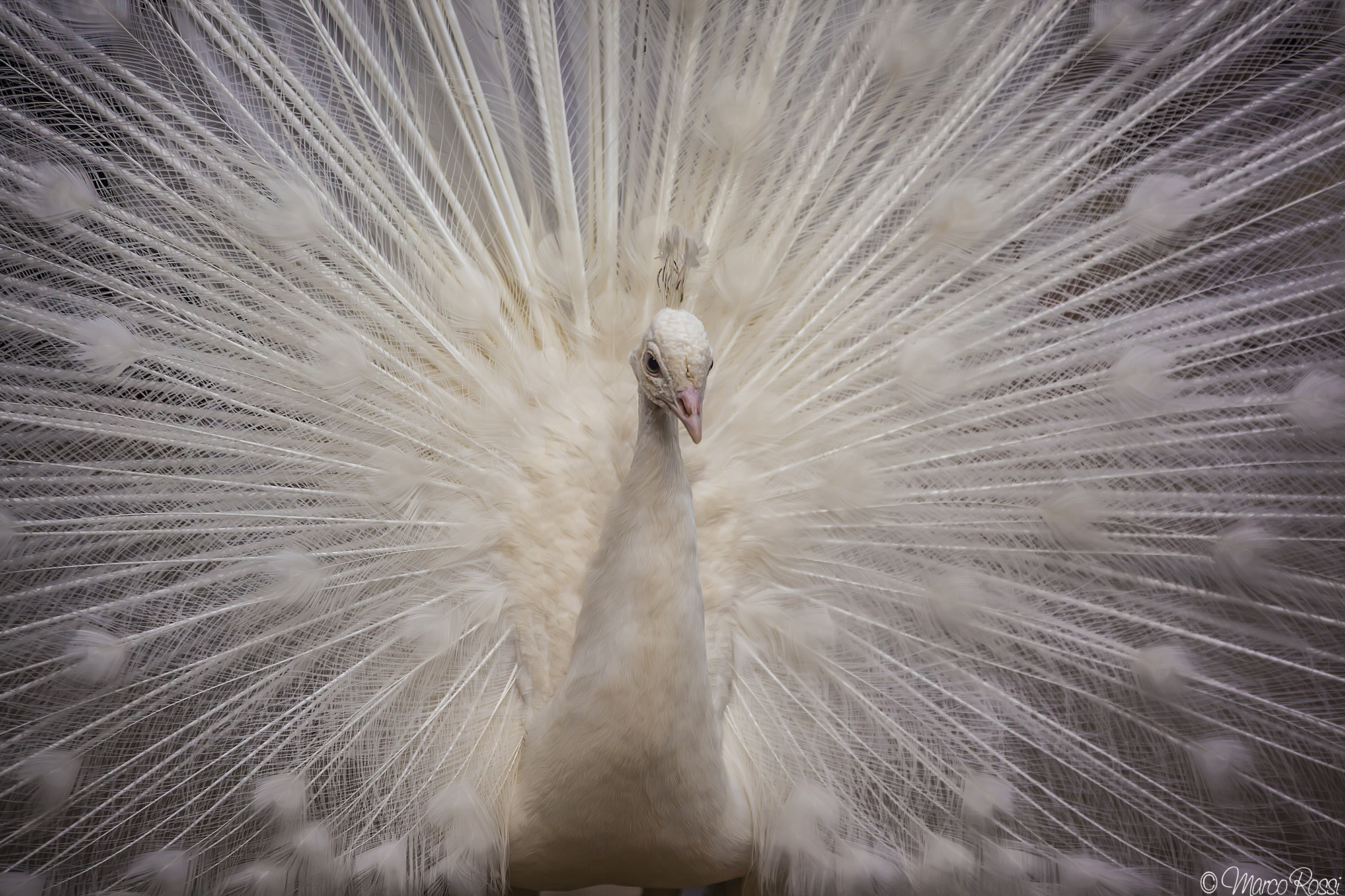 Tutto il resto è vanità