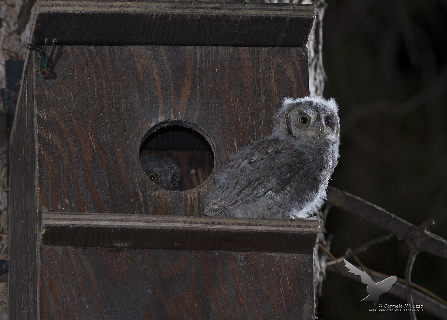 Prima di spiccare il volo _ Otus scops _