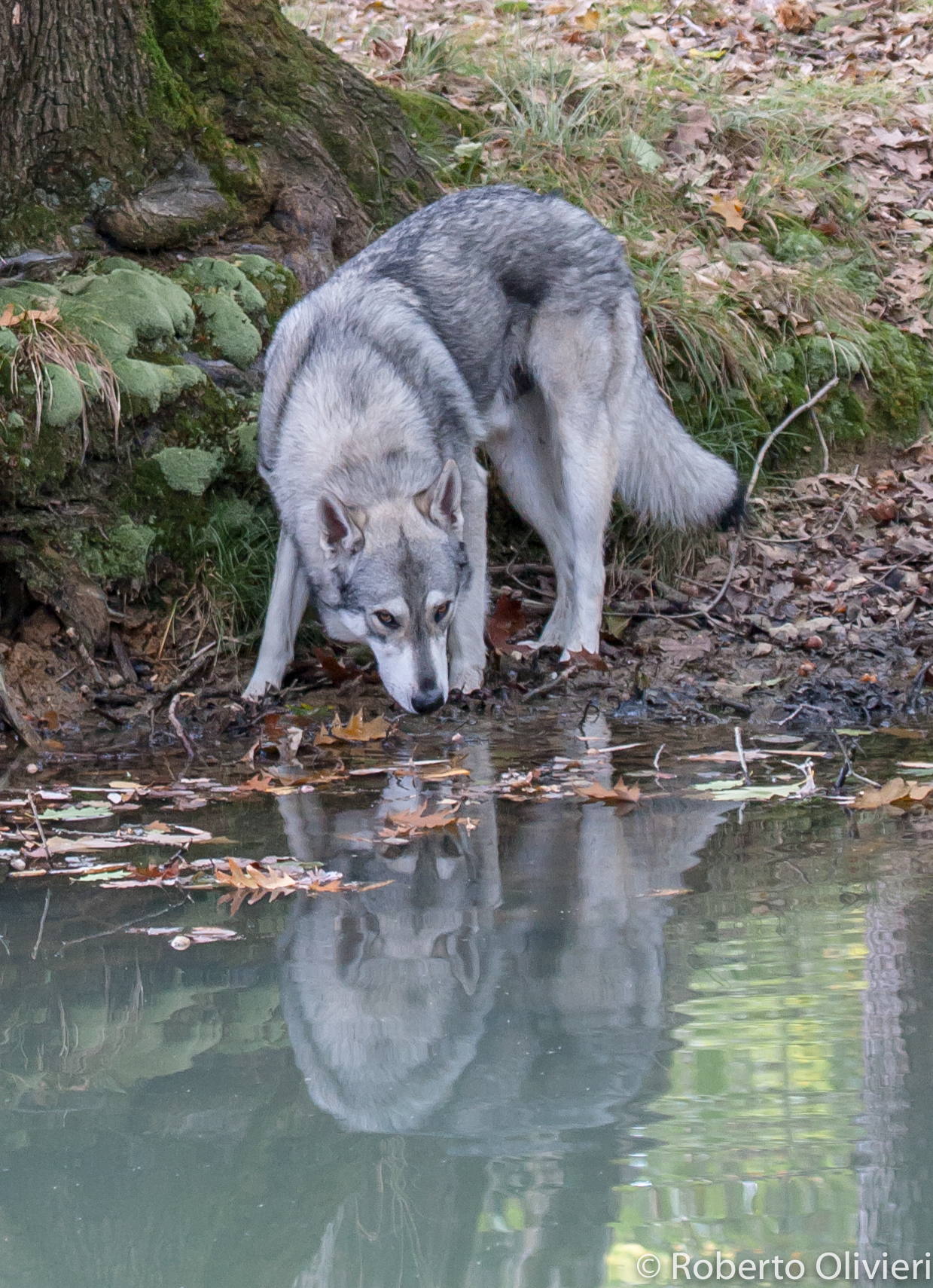 Czechoslovakian wolf who suffers