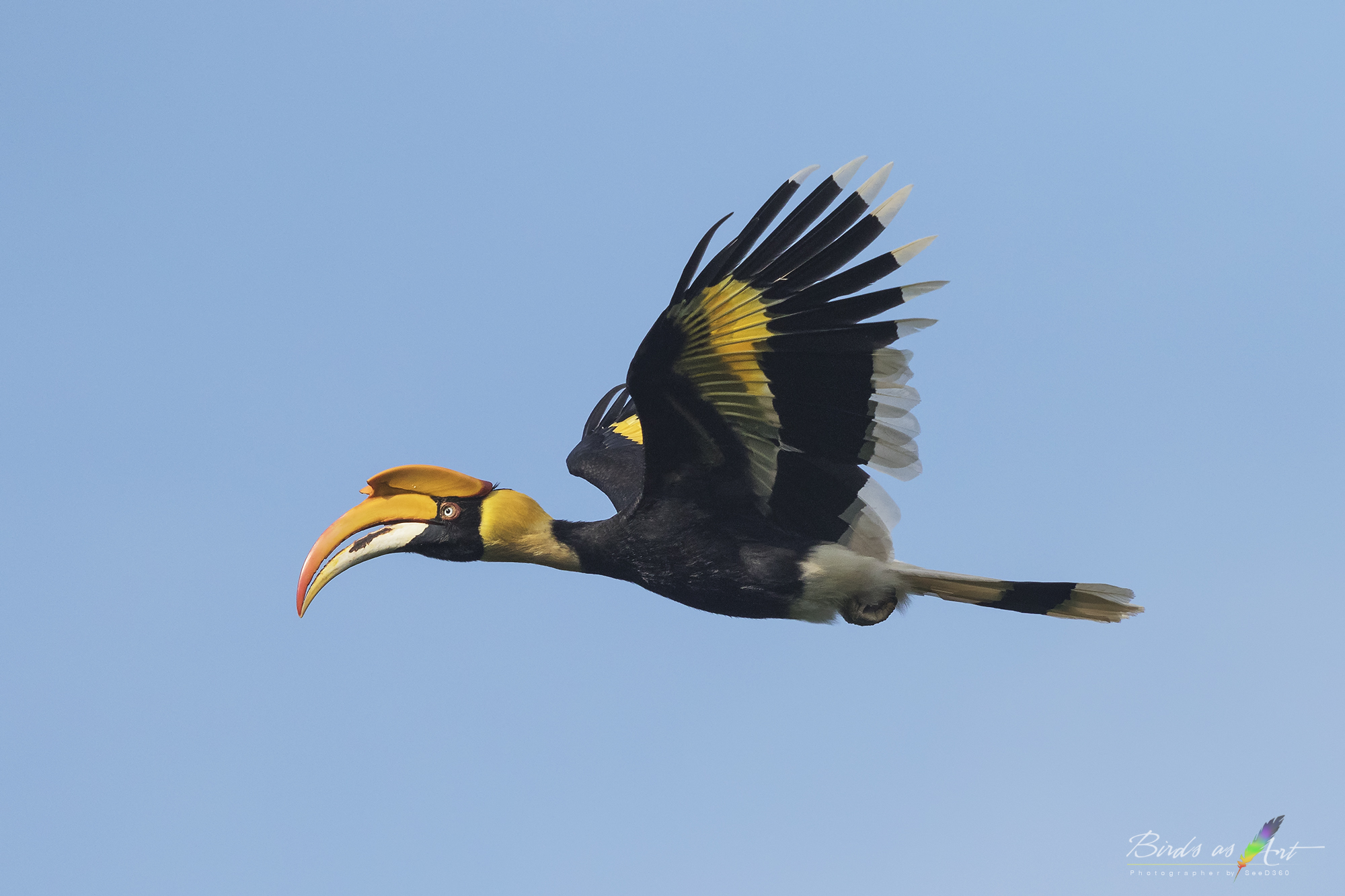 Great Hornbill