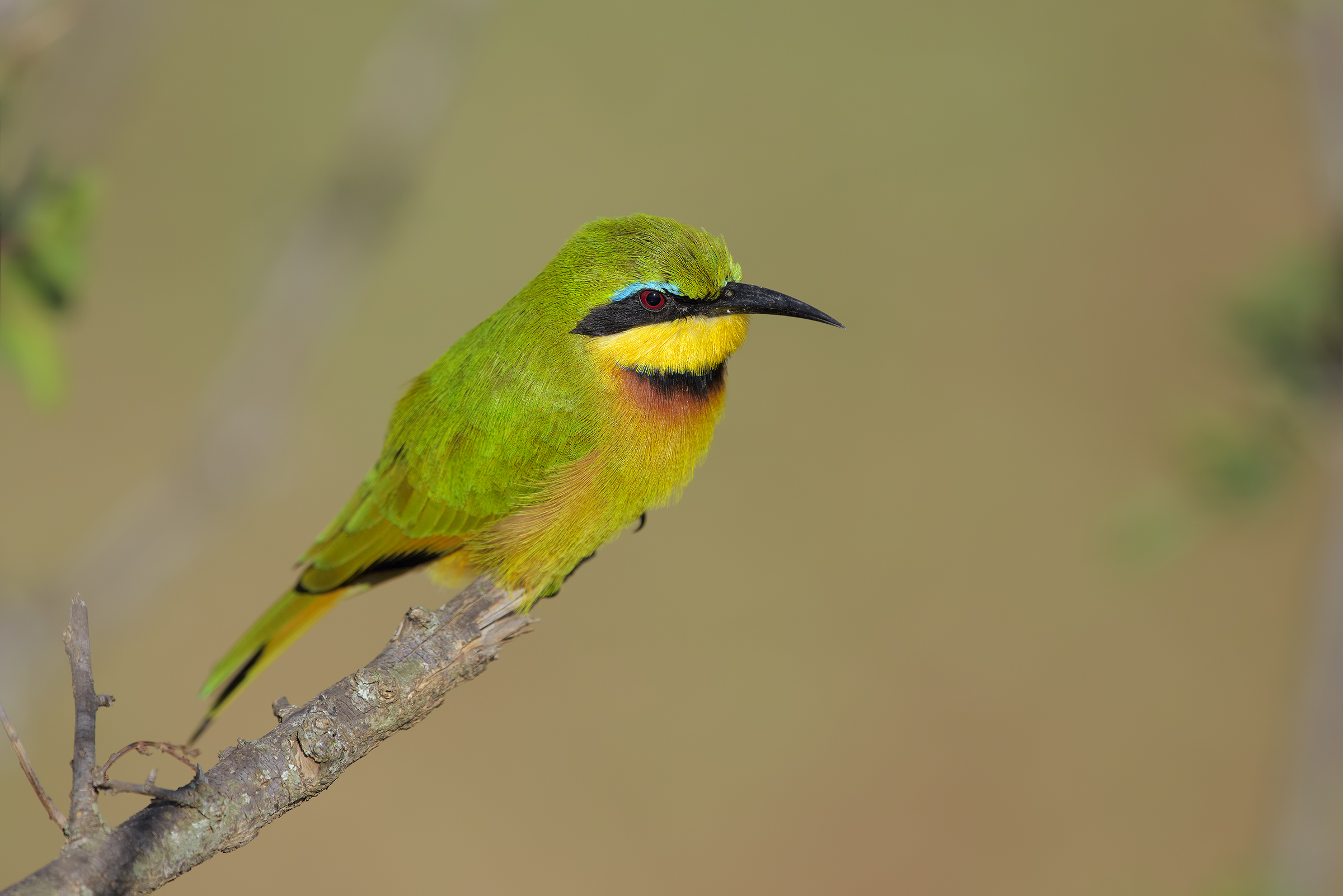 Gruccione for breakfast