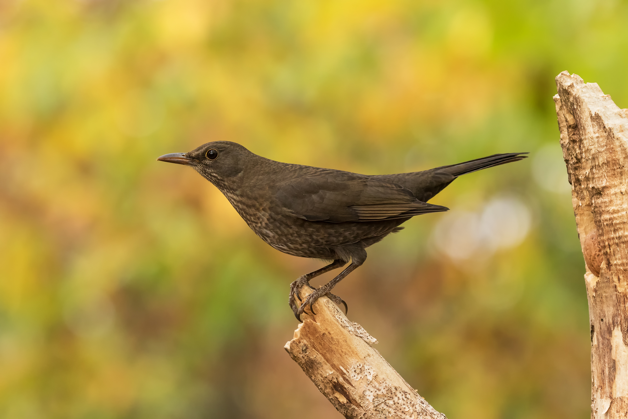 Merla con tavolozza autunnale