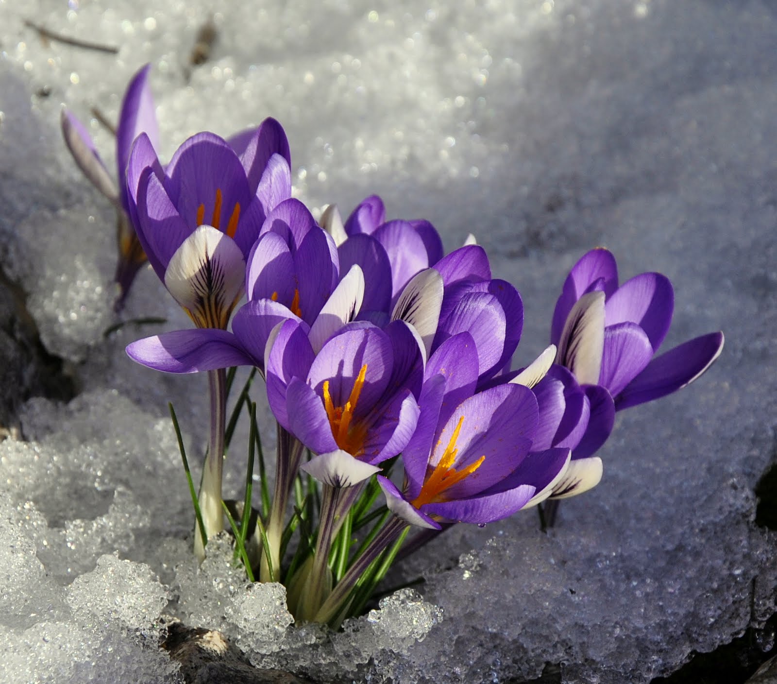 La poesia della primavera...