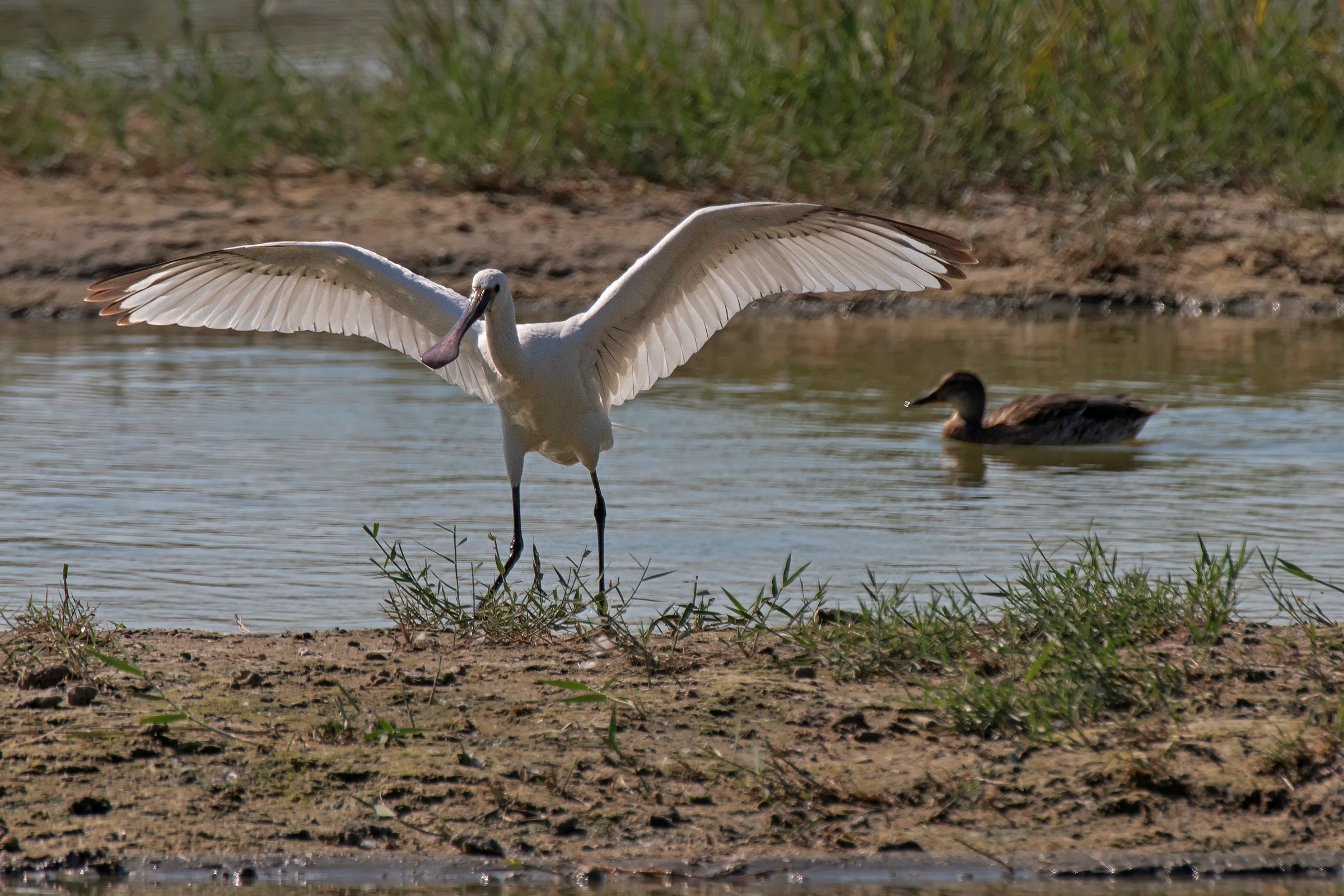 Spatola a tutta apertura