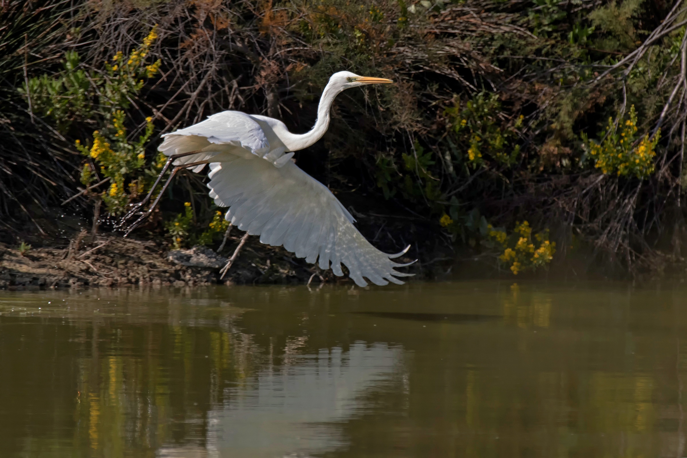 White Heron with reflexes