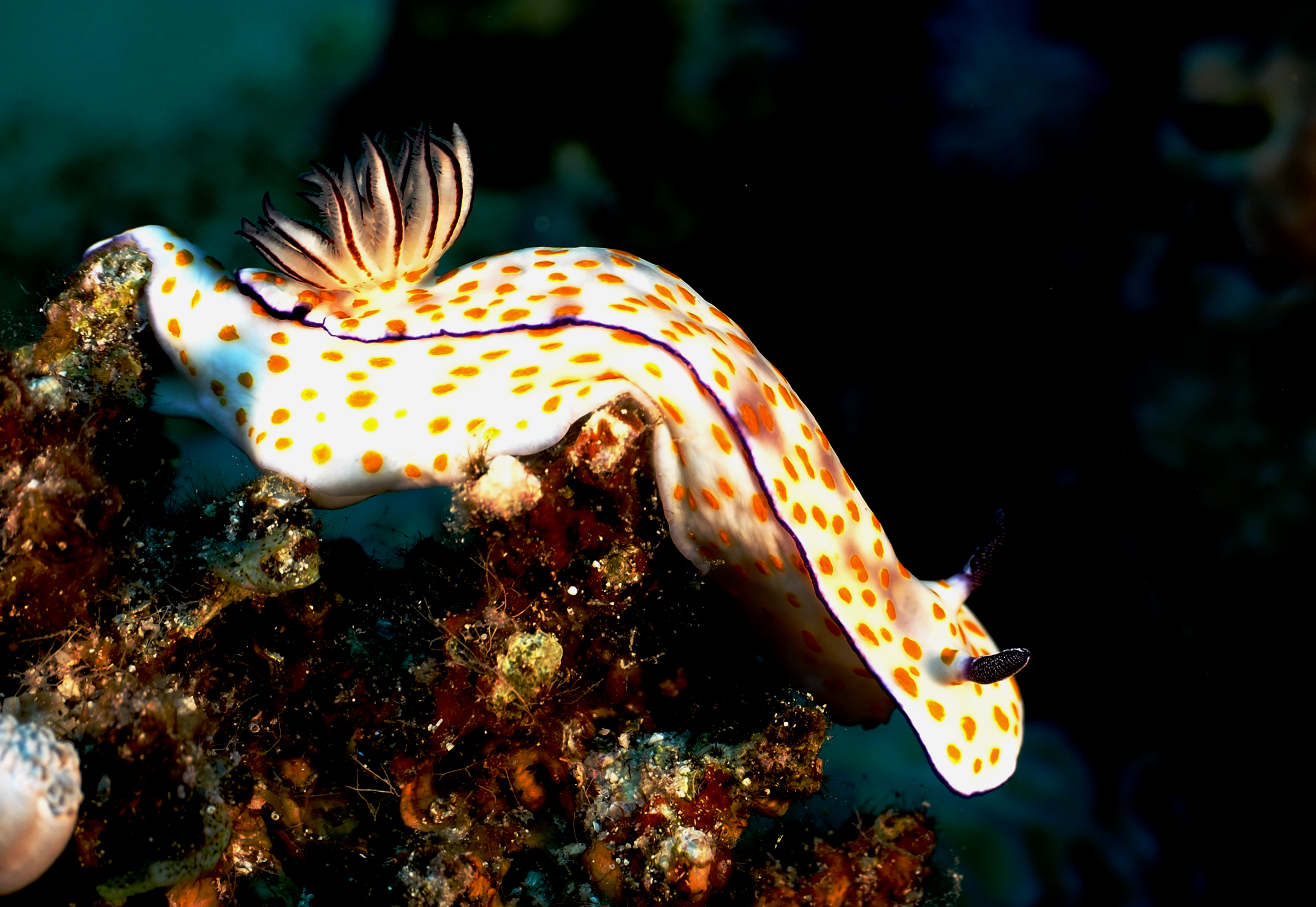 Nudibranco 3