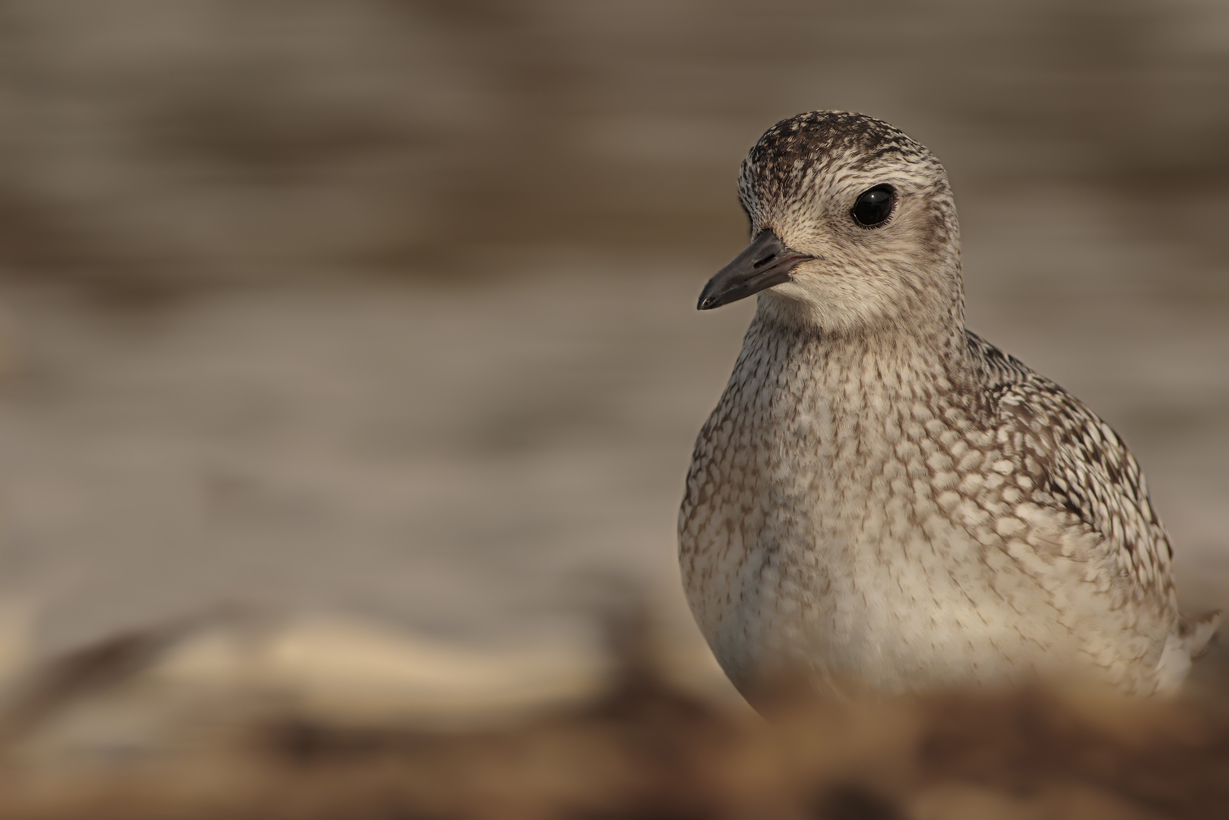 Gray Plover