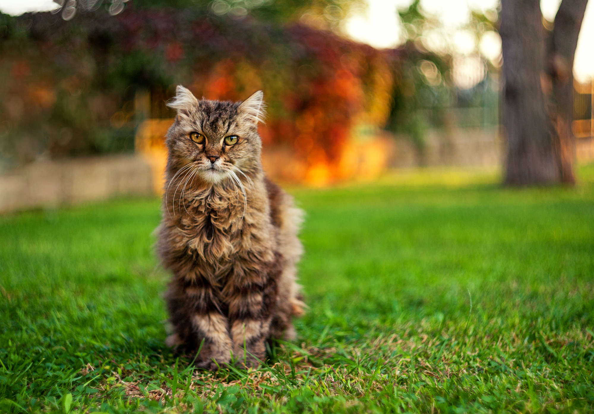 Minnie, my 20 year old girl