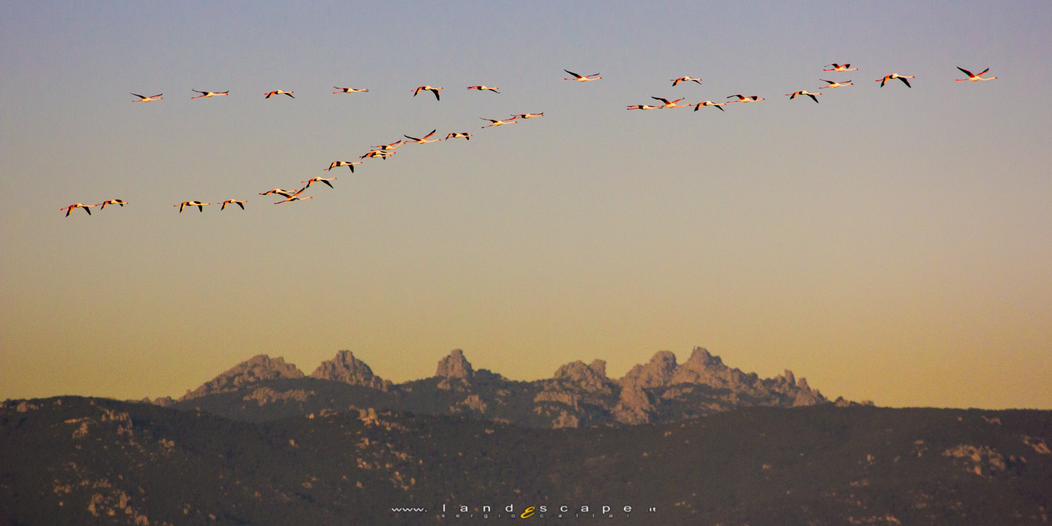 Fenicotteri Rosa e,sullo sfondo, le cime dei 7 Fratelli