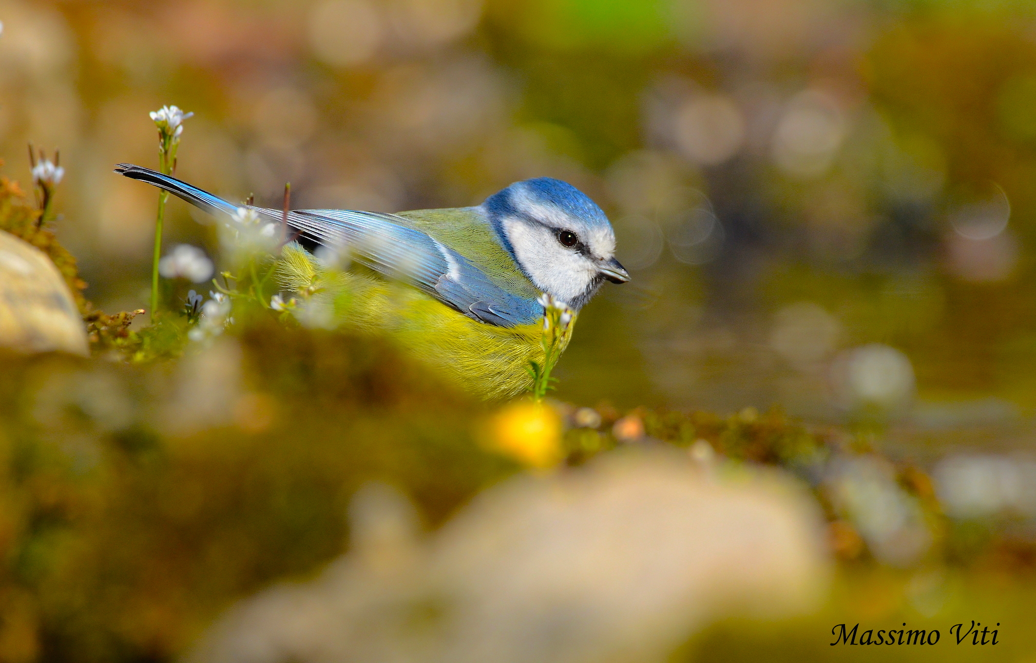 Ciciarella ( Cyanistes caeruleus )