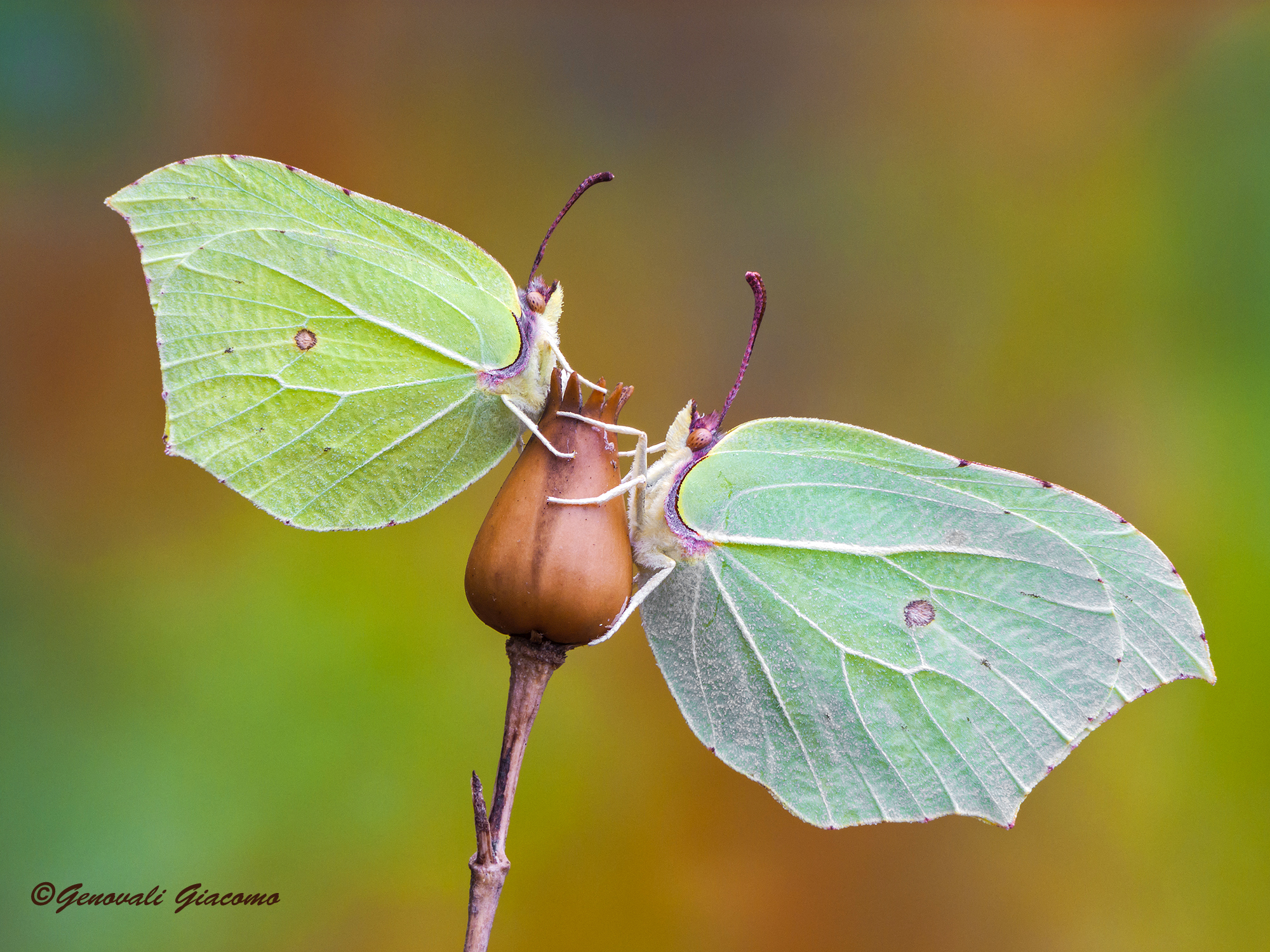 le ultime cedronelle