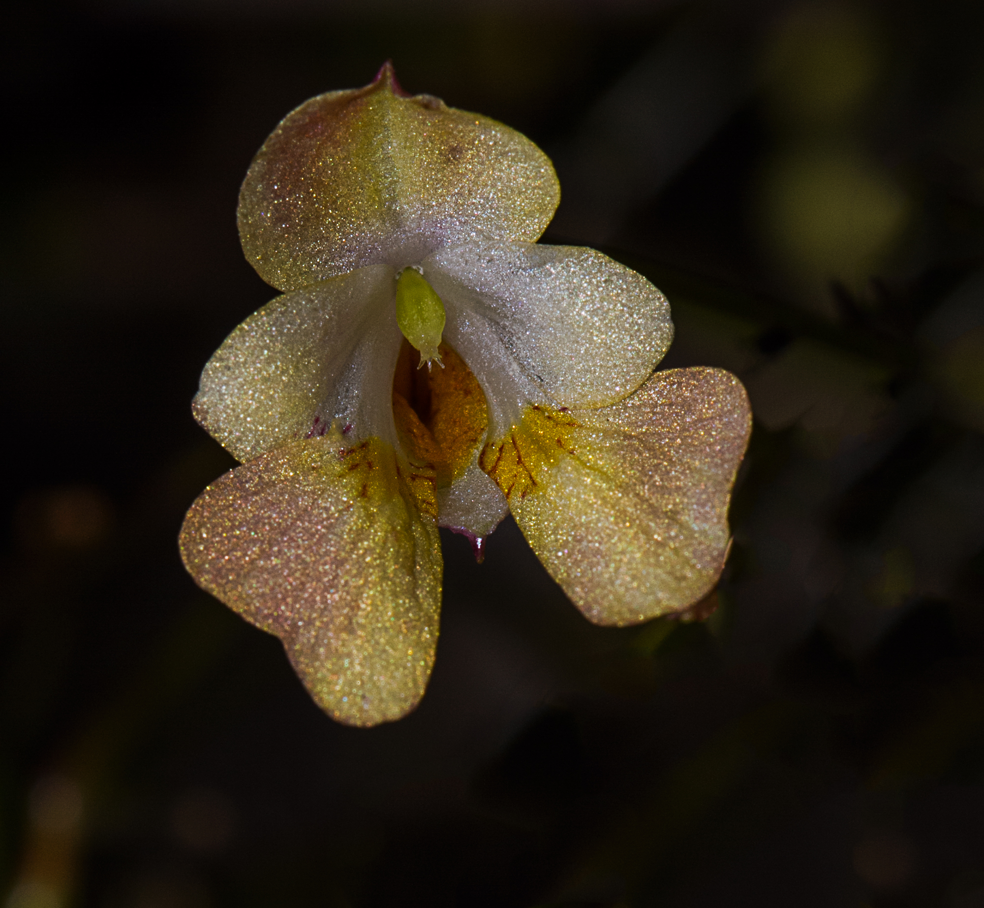 sensual field flower