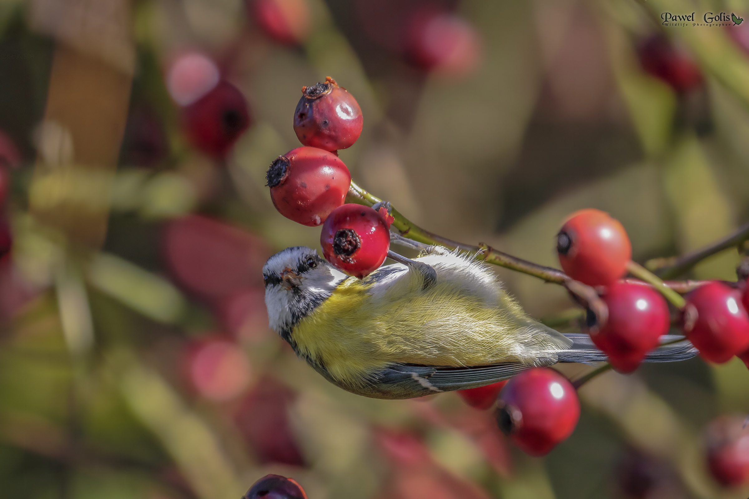Eurasian blue tit (Cyanistes caeruleus)