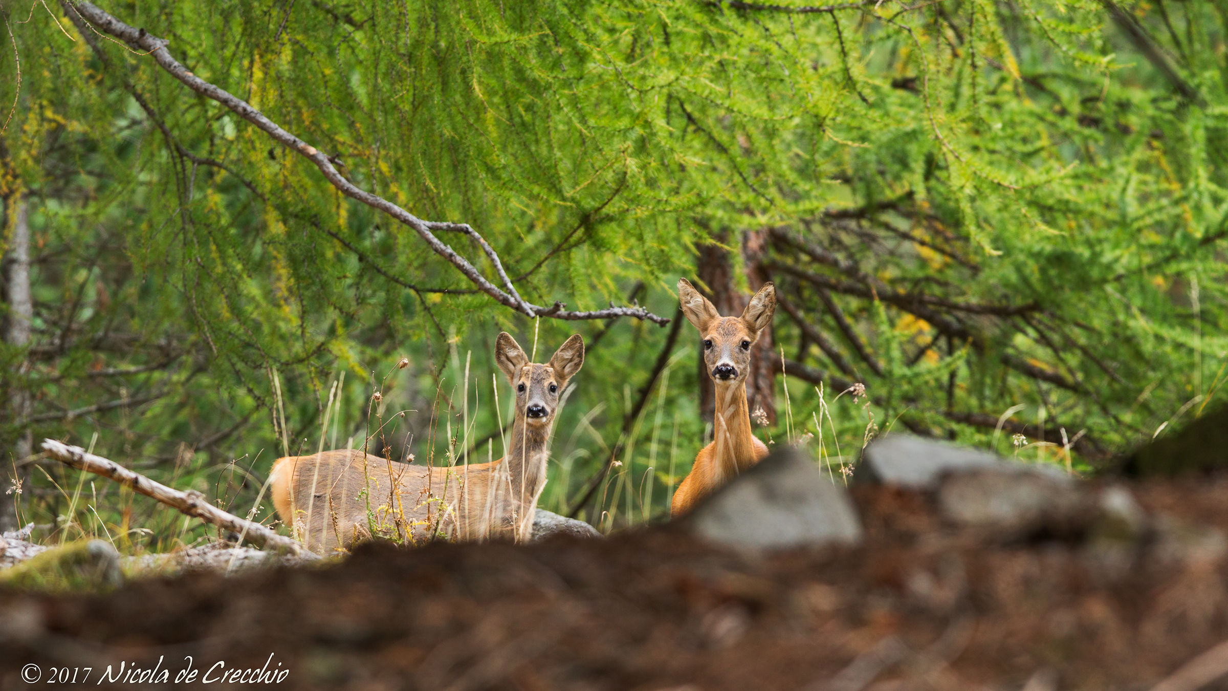 La mamma ed il piccolo curiosi