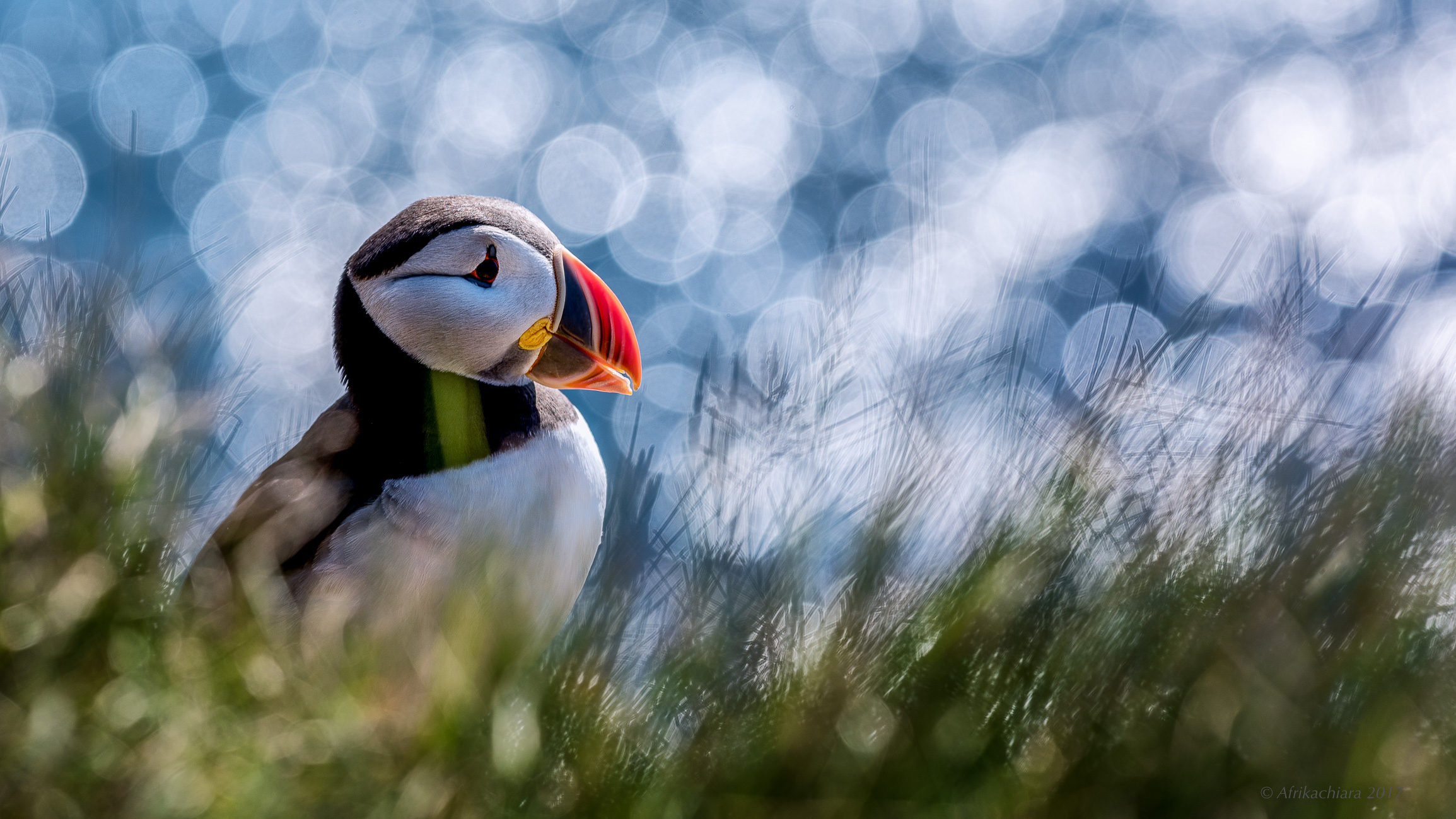 Puffin, Iceland's most agile fisherman