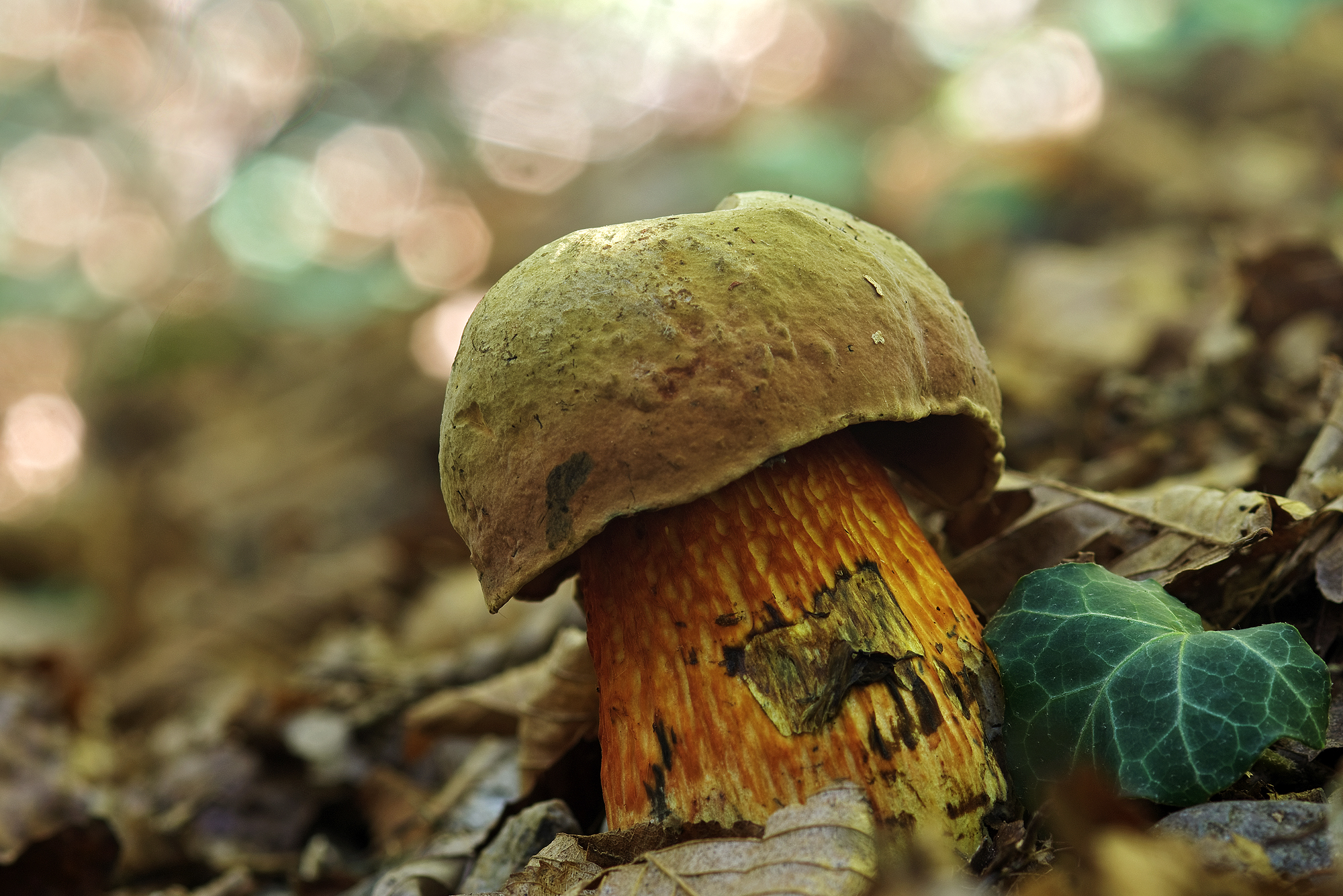 Boletus